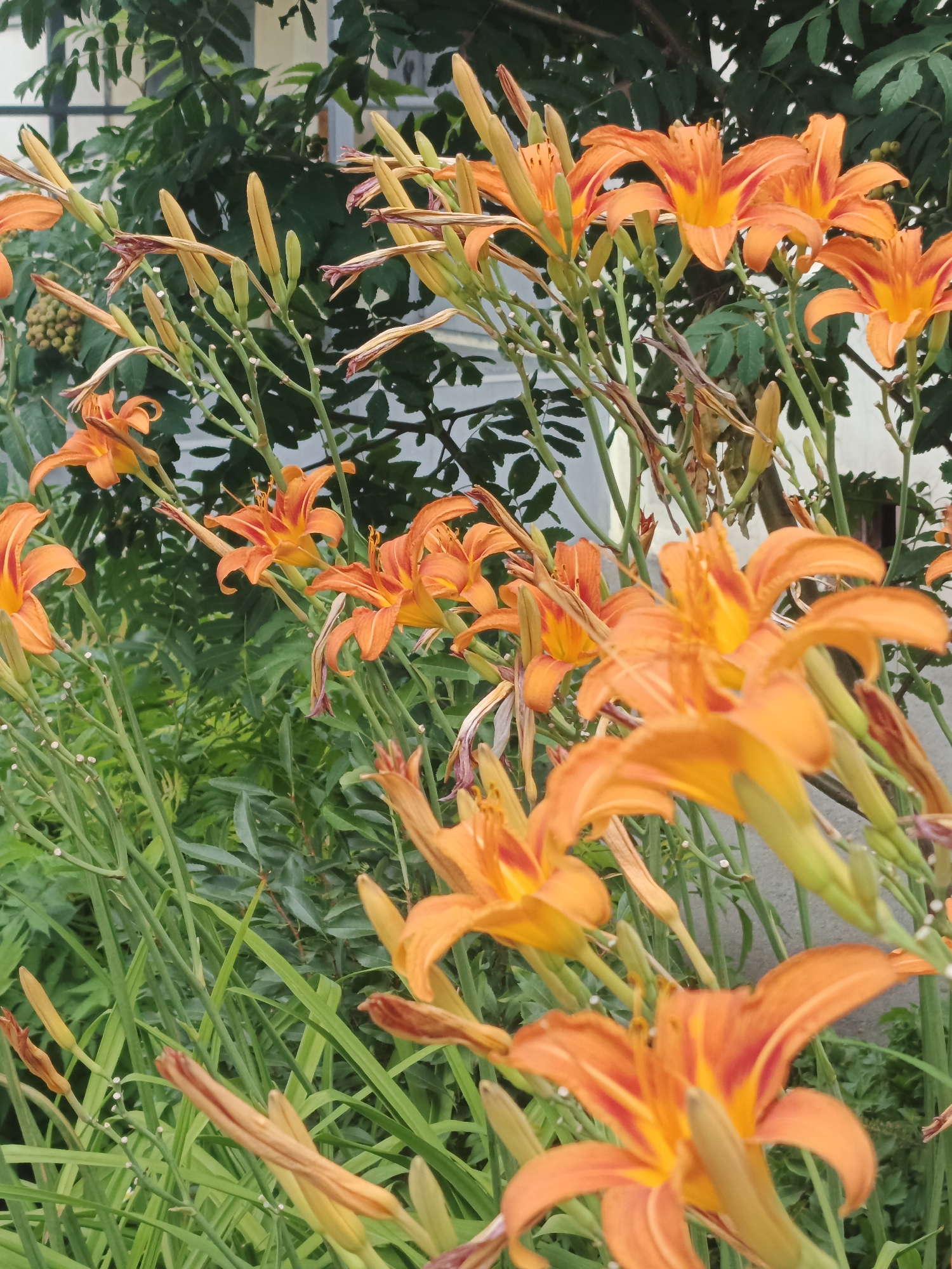 The image depicts a cluster of vibrant orange daylilies with some buds and spent blooms in the foreground, set against a backdrop of lush green foliage and a muted building structure. The flowers are the primary focus, showcasing their distinctive trumpet-like shape with reddish-orange streaks near the center. Long, slender green stems support the flowers and buds, some of which have withered brown tips. The background consists of dark green leaves, likely from trees or shrubs, and a pale, possibly white or light gray, vertical surface that appears to be part of a building. A blurred hint of a window with a grid pattern is visible behind the foliage on the left side of the image. The lighting suggests an outdoor setting, possibly during the daytime, with soft shadows. The image does not contain any people or visible actions. The scene is likely a garden or park area. The provided context specifies the location as Kurgan, Russia, but the visual elements within the image itself do not offer any specific clues to pinpoint this exact location within the city.