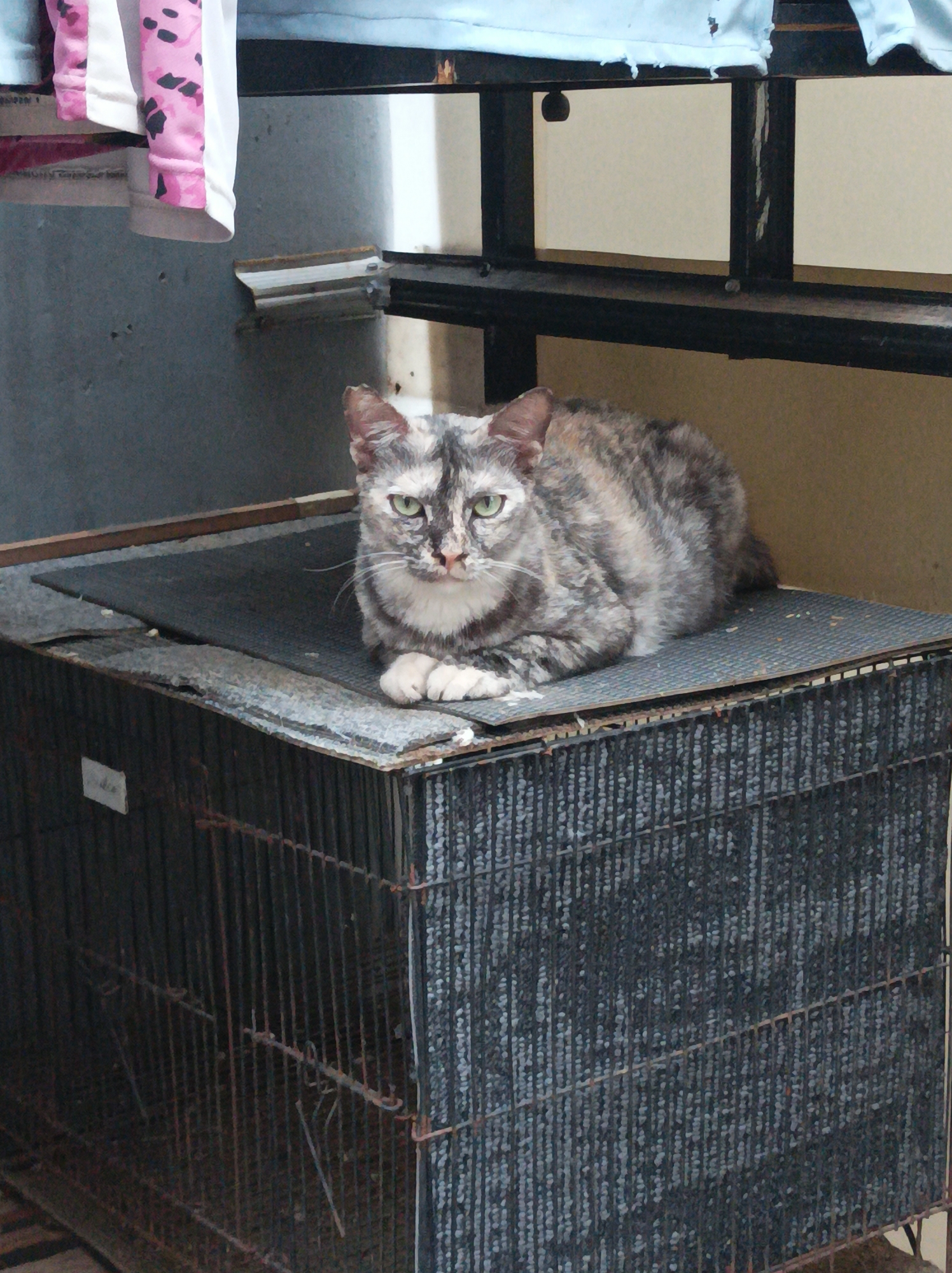 A tortoiseshell cat is resting on top of a metal cage. The cat is facing the camera with its front paws tucked under its body. The cat has green eyes and a patterned coat of gray, black, and orange. The cage is made of dark metal bars and appears to be old and possibly rusted. The background consists of a gray wall and a metal railing. In the upper left corner, there are some pieces of fabric hanging, possibly clothing. The scene appears to be in an outdoor or semi-outdoor area, potentially a balcony or a yard. The lighting suggests it is daytime. The image is taken at a slightly high angle, looking down at the cat.