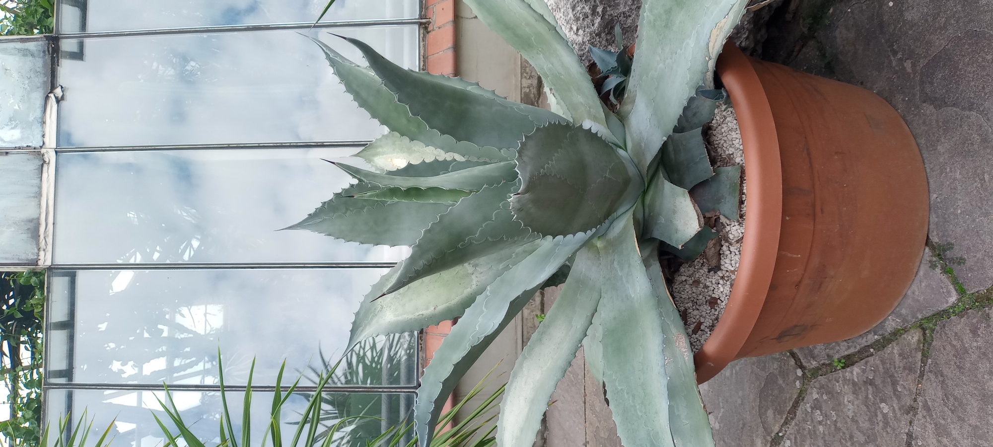 A large agave plant in a terracotta pot sits in front of a glass structure, likely a greenhouse or conservatory. The glass panes reflect the sky and some greenery. The plant has thick, fleshy, blue-green leaves with serrated edges, and sharp, dark tips. Small, white pebbles are visible in the pot, surrounding the base of the plant. The ground around the pot is paved with grey flagstones, with some sparse green vegetation growing between the cracks. The scene is outdoors, with ample natural light. The overall impression is one of a well-maintained botanical display. The location is identified as being in the city of Dortmund, Germany, within the Westfalenpark.