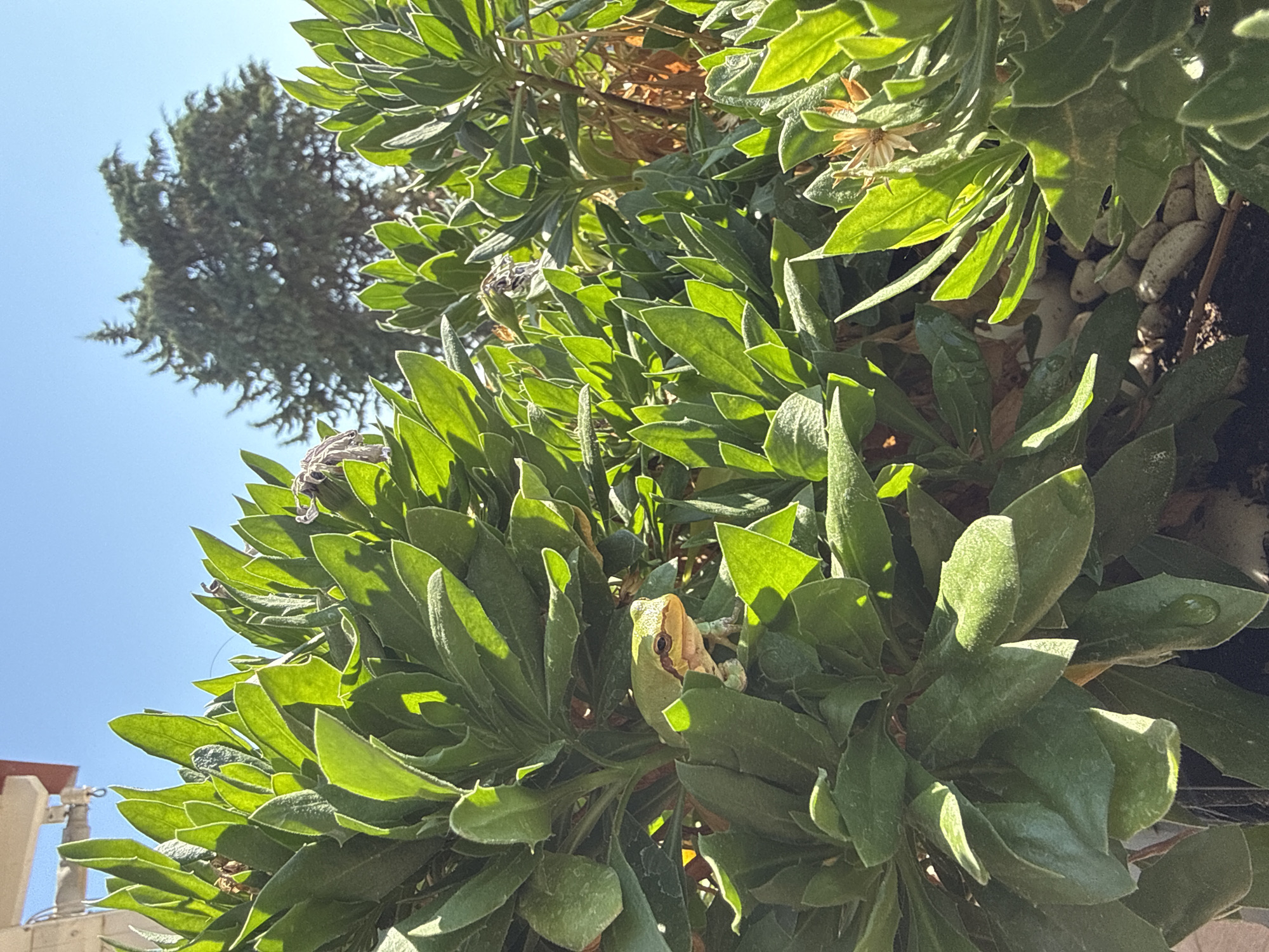A small, green tree frog is perched on a leafy plant in a sunlit outdoor environment. The frog is light green with some reddish-brown markings on its side and face, and it is looking to its left. The plant has large, ovate, green leaves with a slightly fuzzy texture. In the background, a large evergreen tree is visible against a clear blue sky, along with a section of a light-colored building with a red roof. The scene appears to be a garden or natural area, possibly in Imeros, Greece, given the presence of lush vegetation and clear skies. The lighting suggests it is daytime, with strong sunlight casting shadows. There are no people or human interactions depicted in the image.