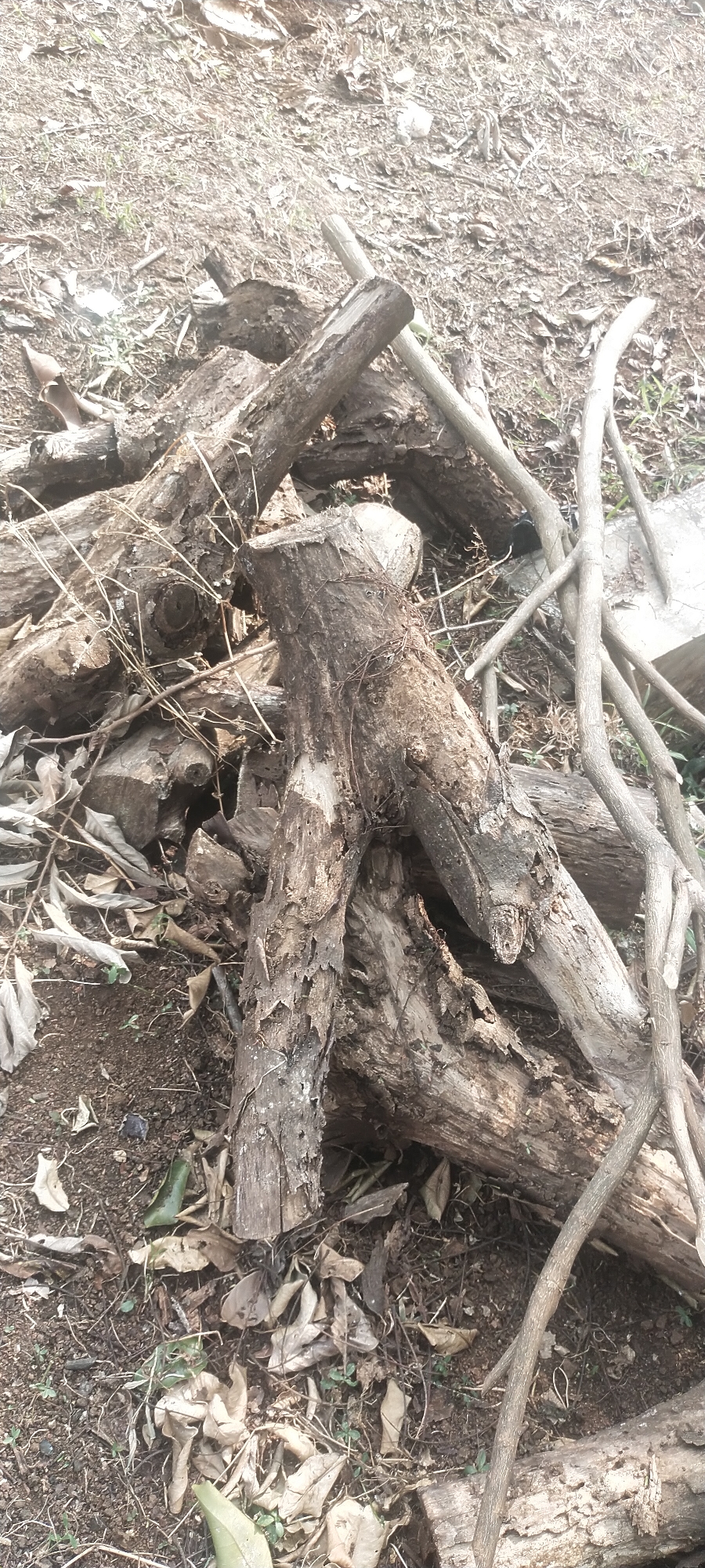 A pile of weathered logs and branches lies on the ground in a dirt area with scattered dry leaves and small green sprouts. The wood is dry and some pieces show signs of decay and peeling bark. Thin, dried vines intertwine with some of the branches. The scene appears to be outdoors, possibly in a yard or wooded area. No people or animals are visible. The overall impression is one of neglect or natural decomposition. The location in Pasirhuni, Indonesia, suggests a tropical or subtropical climate, which would contribute to the rapid decay of the wood and the presence of lush ground cover in some areas.