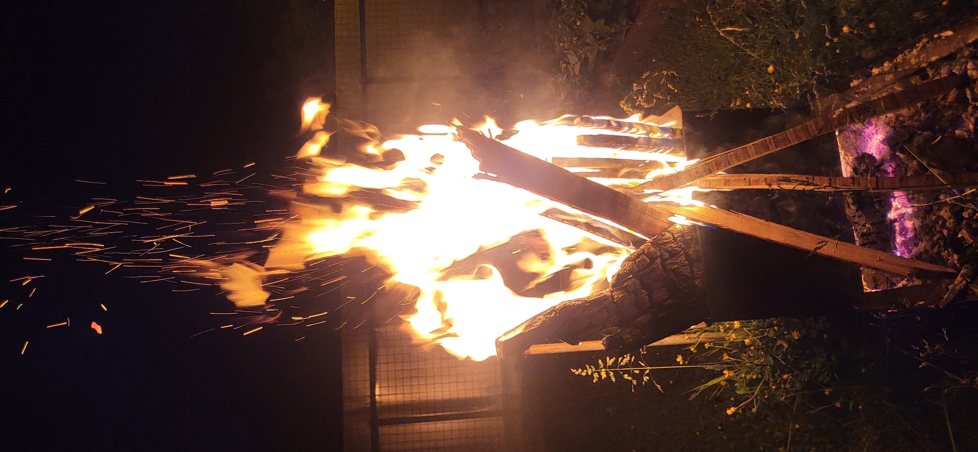 The image displays a nighttime scene featuring a bonfire. The central focus is a large fire composed of bright yellow and orange flames, from which numerous elongated orange sparks ascend against a dark, unlit sky. The fire consumes various pieces of wood, including a substantial log or tree section with bark oriented diagonally on the left, and lighter, plank-like pieces arranged to form a pyramidal structure within the flames. Below the main inferno, a bed of purple-pink glowing embers and ash is visible. The fire appears to be contained within a dark, possibly metallic, structure. Surrounding the base of the fire is a patch of ground covered in green grass and assorted plants, including a tall stalk of grass with seed heads and small yellow flowers on the left side. In the background, behind the left side of the fire, a faintly illuminated wire mesh fence or similar structure is discernible. There are no individuals present in the frame. The overall environment is dark, illuminated primarily by the intense glow of the bonfire.