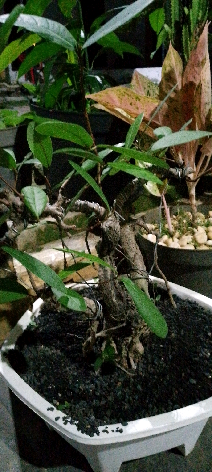 The image shows a close-up of a bonsai tree in a white pot filled with dark soil and small black pebbles. The bonsai tree has a thick, gnarled trunk with wire wrapped around it for shaping. Several green leaves are visible on its branches. In the background, other potted plants are present, including one with variegated pink and green leaves and another with a spiky texture. The scene appears to be an outdoor setting, possibly a garden or patio. The lighting suggests it is either evening or nighttime. No people are visible in the image. The location is identified as Sukamukti, Indonesia.