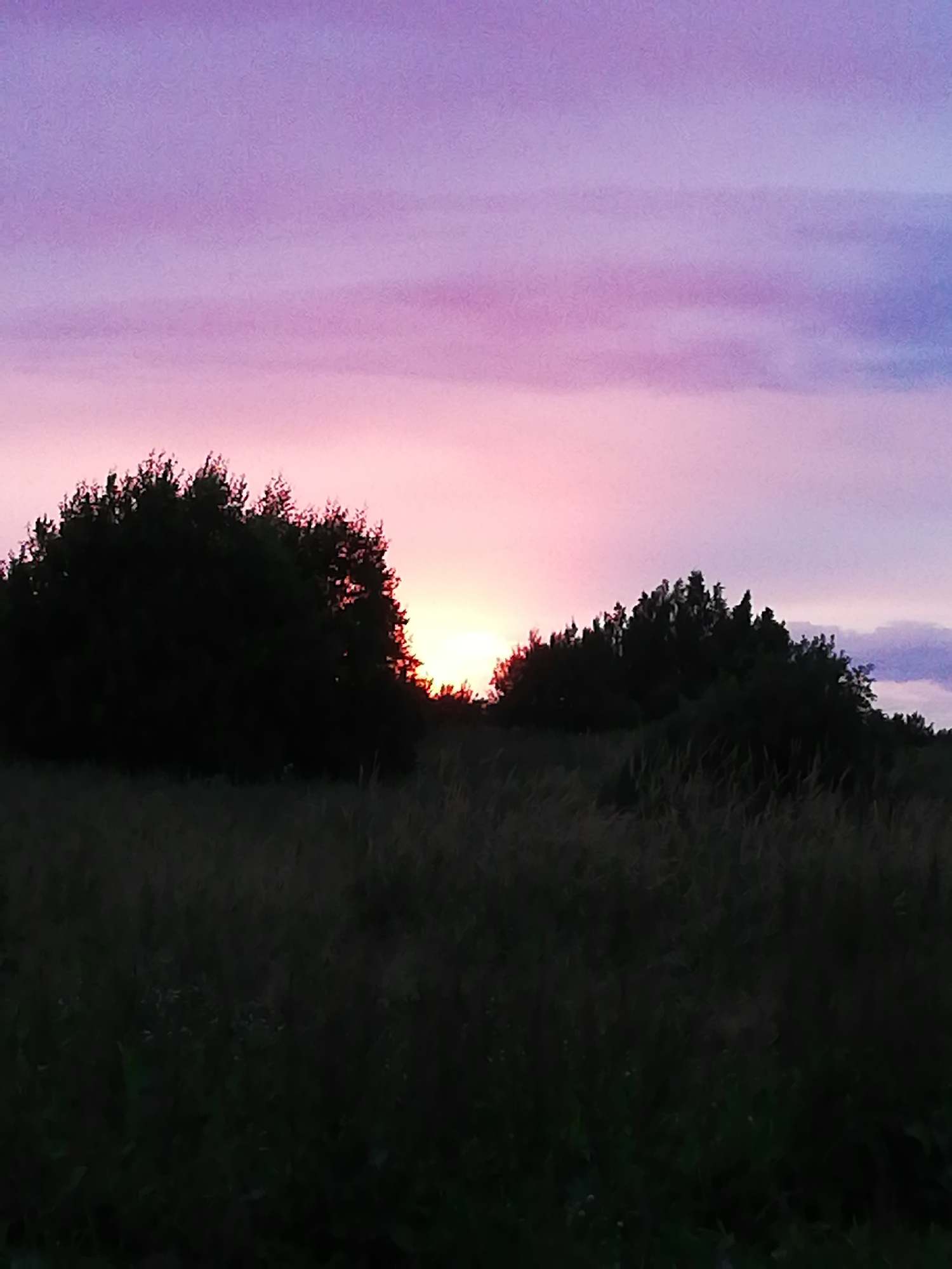 A landscape photograph captures a vibrant sunset over a rural area in Новапагосцкі сельскі Савет, Belarus. The sky transitions from a deep purple at the top to shades of pink and orange near the horizon, where the sun is setting behind silhouetted trees and foliage. The foreground is dominated by dark silhouettes of trees and tall grasses, suggesting a field or meadow. The lighting indicates it is twilight. There are no people or animals visible in the image.