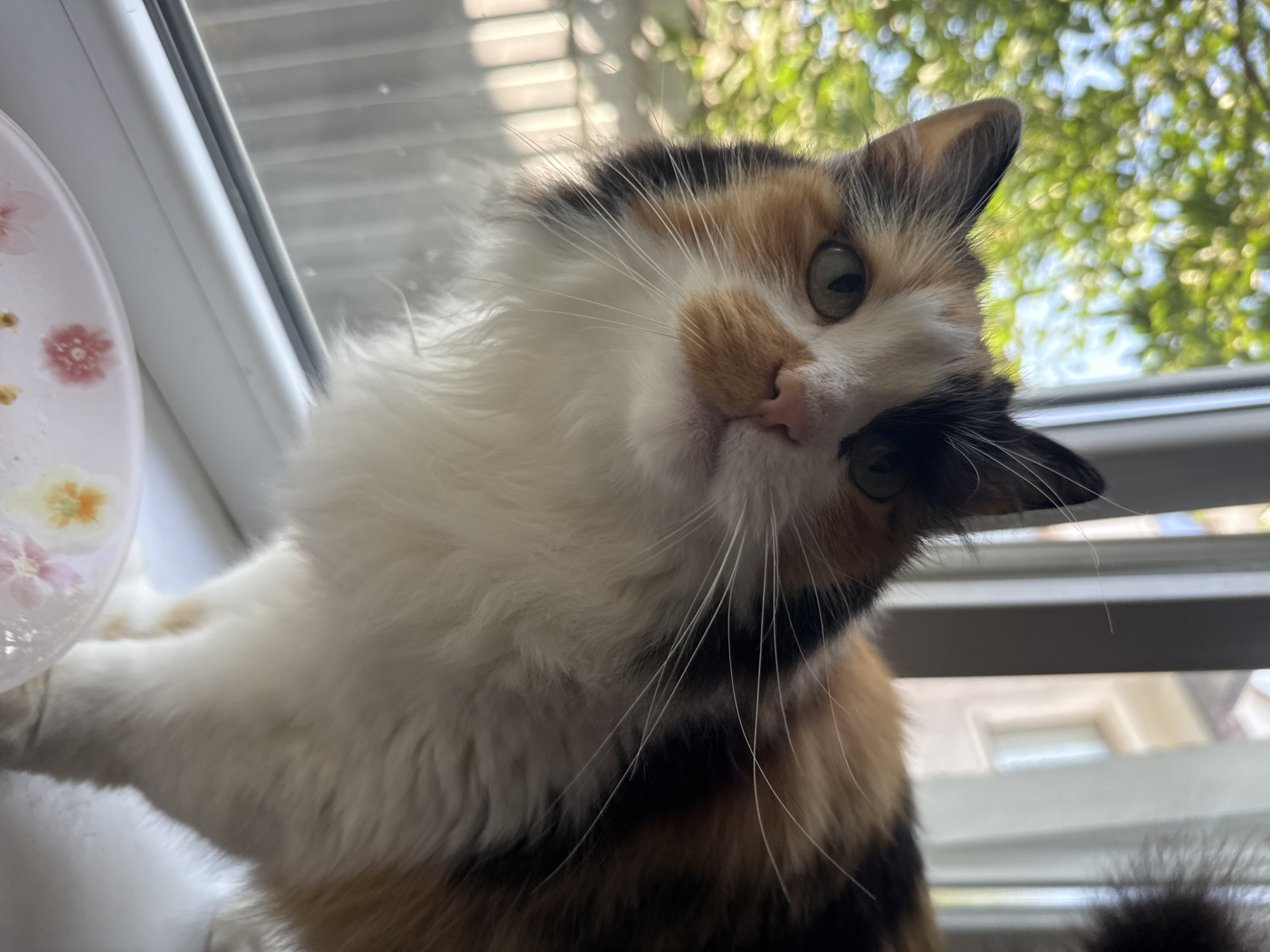 A calico cat is perched on a white windowsill, looking upwards and to the left. The cat has patches of black, white, and orange fur. Its eyes are green, and it has long white whiskers. Behind the cat, through the window, is a blurry green background of trees with sunlight filtering through. Part of a light-colored building is visible in the background as well. In the foreground, a portion of a decorative plate with a floral pattern is visible. The cat is the primary subject of the image.