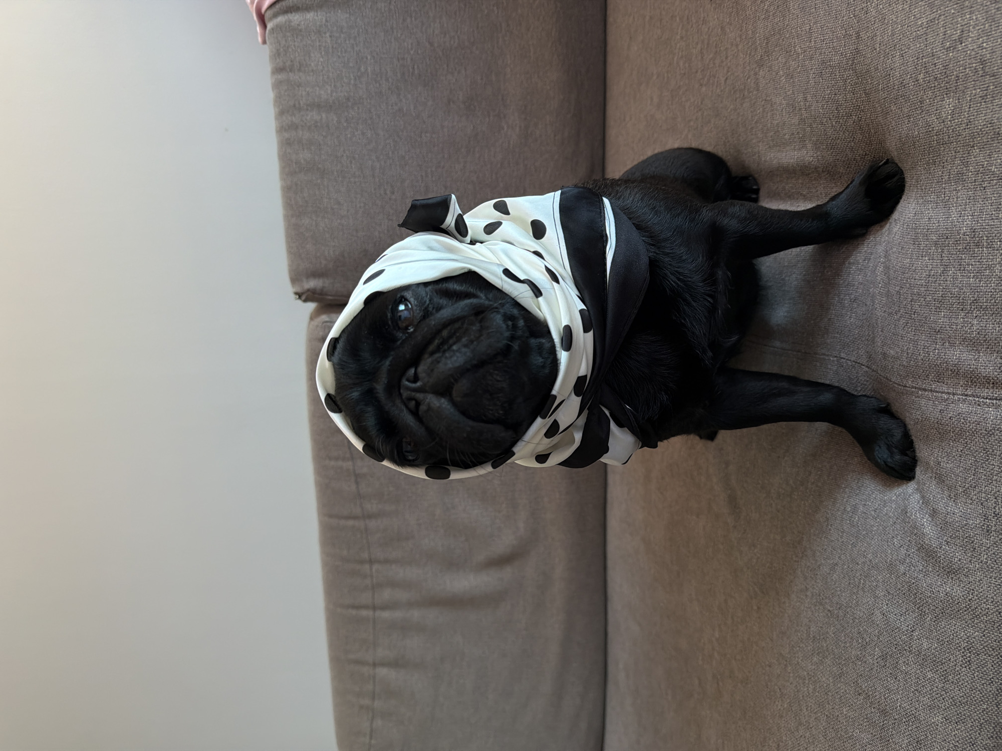A black pug dog is sitting on a grey sofa, wearing a white scarf with black polka dots. The dog is looking directly at the camera. The background is a plain light-colored wall. The image is taken from a medium distance, with the dog as the main subject. There are no people visible in the image. The environment appears to be indoors, likely a living room. The image does not provide any information about the location in the city of Sirius, Russia.