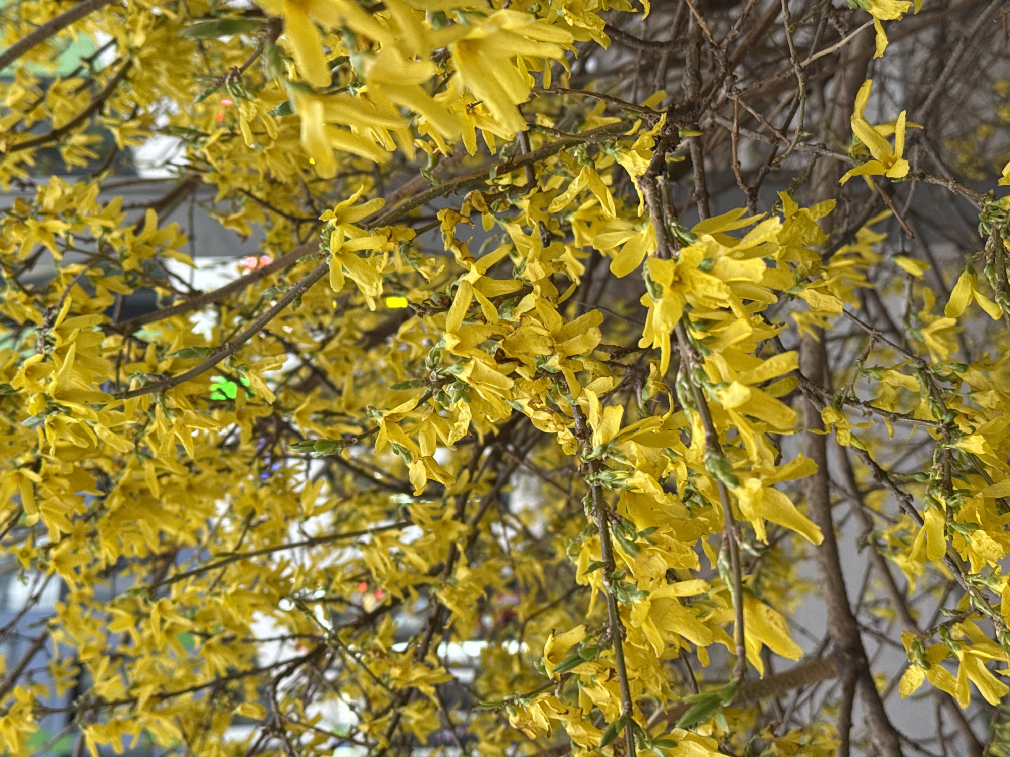A close-up photograph captures a vibrant display of bright yellow flowers blooming profusely on a deciduous shrub, characteristic of Forsythia. The flowers, with their distinct four-lobed petals, cover numerous slender, brown, woody branches, many of which appear bare of leaves, indicating an early spring bloom. The perspective looks slightly upward into the canopy of the shrub.
The background is softly blurred, suggesting an urban environment. Through the gaps in the branches and flowers, indistinct shapes and colors are visible, including hints of green, red, blue, and white, possibly from buildings, lights, or reflections. This blurring keeps the focus sharply on the intricate details of the flowering branches in the foreground.
No human figures or animals are visible, and no specific activity is taking place other than the natural blooming of the plant. The lighting appears soft and diffuse, making it difficult to pinpoint the exact time of day, though the vibrancy of the yellow suggests daylight. There are no explicit weather indicators like rain or strong wind. The image exudes a cheerful and refreshing mood, typical of spring. No discernible text is visible anywhere in the image. Given the provided context, this scene is set in Saint Petersburg, Russia, showcasing a common springtime sight in urban landscapes.