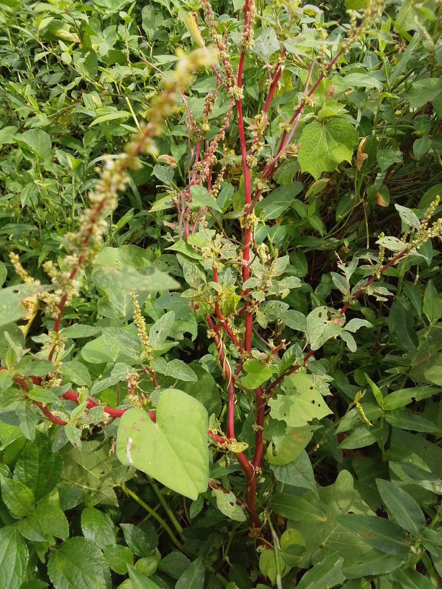This is a close-up, eye-level, full-shot photograph of a patch of wild vegetation in Serti, Nigeria. The image is dominated by various shades of green from the leaves of the plants. In the foreground and midground, a plant with thin, bright red stems is prominently featured. These stems are adorned with small, light-colored, almost white, flower clusters or seed heads. Some of these clusters are in focus, while others are blurred due to the shallow depth of field. The leaves of this red-stemmed plant vary in shape, with some being heart-shaped and others more elongated or ovate. Many of the leaves show signs of being eaten, with holes and ragged edges.
Surrounding the central plant is a dense growth of other green plants, creating a backdrop of varying leaf textures and shapes. The lighting suggests it is daytime, with natural light illuminating the scene, creating soft shadows. There are no people, animals, or man-made objects visible in the photograph. The overall impression is of a natural, uncultivated area within the urban or peri-urban landscape of Serti.
