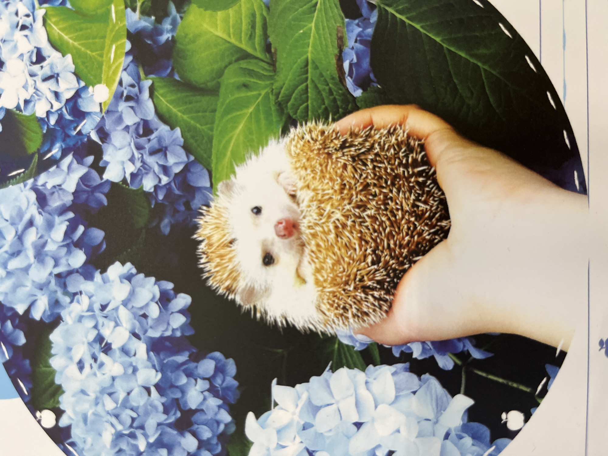 A close-up, high-angle shot shows a small, fluffy hedgehog being held in a person's cupped hand, nestled amongst lush green leaves and vibrant blue hydrangeas. The hedgehog's face, with its dark eyes and pink nose, is visible, while its body is curled into a ball of spines. The background is a blur of blue and green, suggesting a natural outdoor setting. There is no specific indication of the location within the city of Kharkiv, Ukraine, or any other geographical context. The image is likely a photograph taken for personal enjoyment or a marketing campaign.