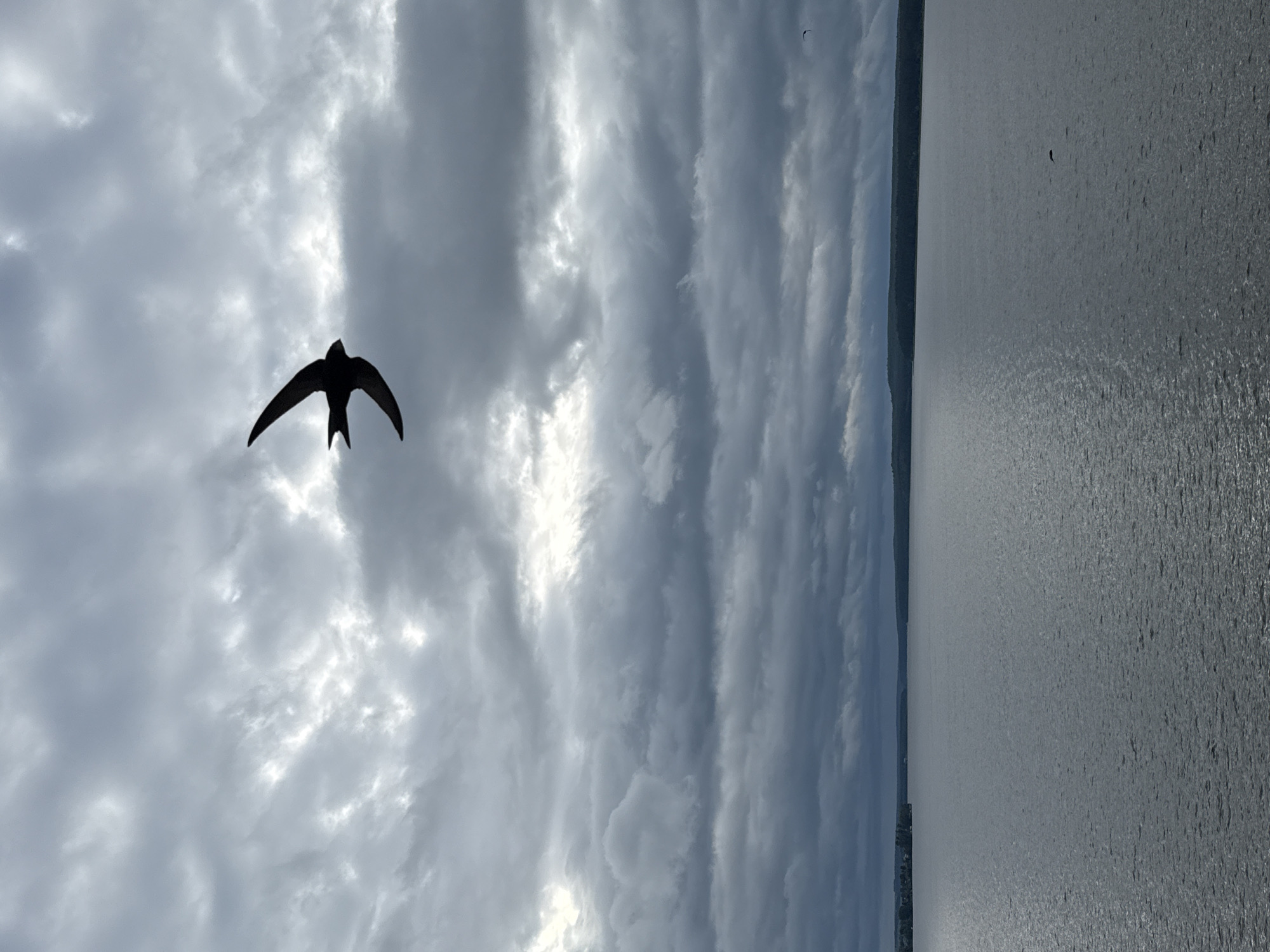 The image displays a wide, open outdoor scene featuring an overcast sky and a large body of water. A single bird, identifiable as a swift by its long, swept-back, crescent-shaped wings and forked tail, is silhouetted against a brighter patch of the grey, cloudy sky in the upper-center of the frame, flying towards the right. The sky, which occupies approximately the upper two-thirds of the image, is heavily overcast with varying shades of dark to light grey clouds, indicating a dense cloud cover, possibly stratus or nimbostratus, with some areas showing brighter light filtering through.
Below the sky, a vast expanse of dark, rippled water dominates the lower third of the image, reflecting the dull light from the sky above. The water's surface shows subtle texture from small waves or currents. A thin, dark, horizontal line in the distant mid-ground marks the horizon, where the water meets a distant shoreline or landmass, appearing as a dark, low-lying forested area. On the far left of this distant land, faint outlines of structures or denser vegetation suggest a distant settlement or developed area. This extensive body of water is identified as the Votkinsk Reservoir, located near the city of Votkinsk, Udmurt Republic, Russia. The overall lighting is dim, indicative of an overcast day. A very small, indistinct dark shape is present on the water's surface towards the lower right, possibly another distant bird or debris. Another minuscule dark speck is visible in the sky near the right edge, slightly above the horizon.