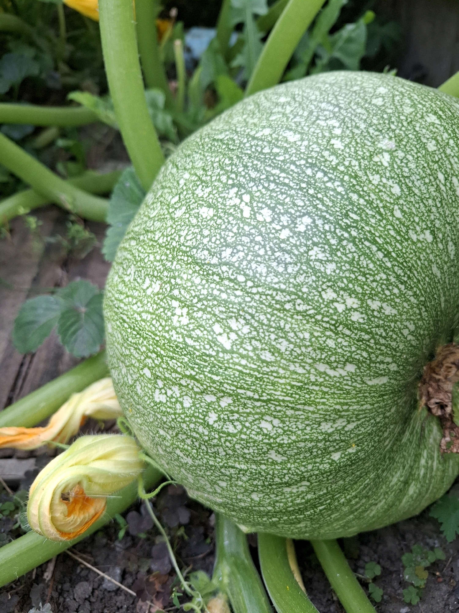 A close-up shot focuses on a large, green, and white speckled pumpkin growing on a vine in the dirt. Several thick green stems, a yellow blossom, and some green leaves surround the pumpkin. The background is blurred, with hints of green foliage and brown soil. The scene appears to be a garden.