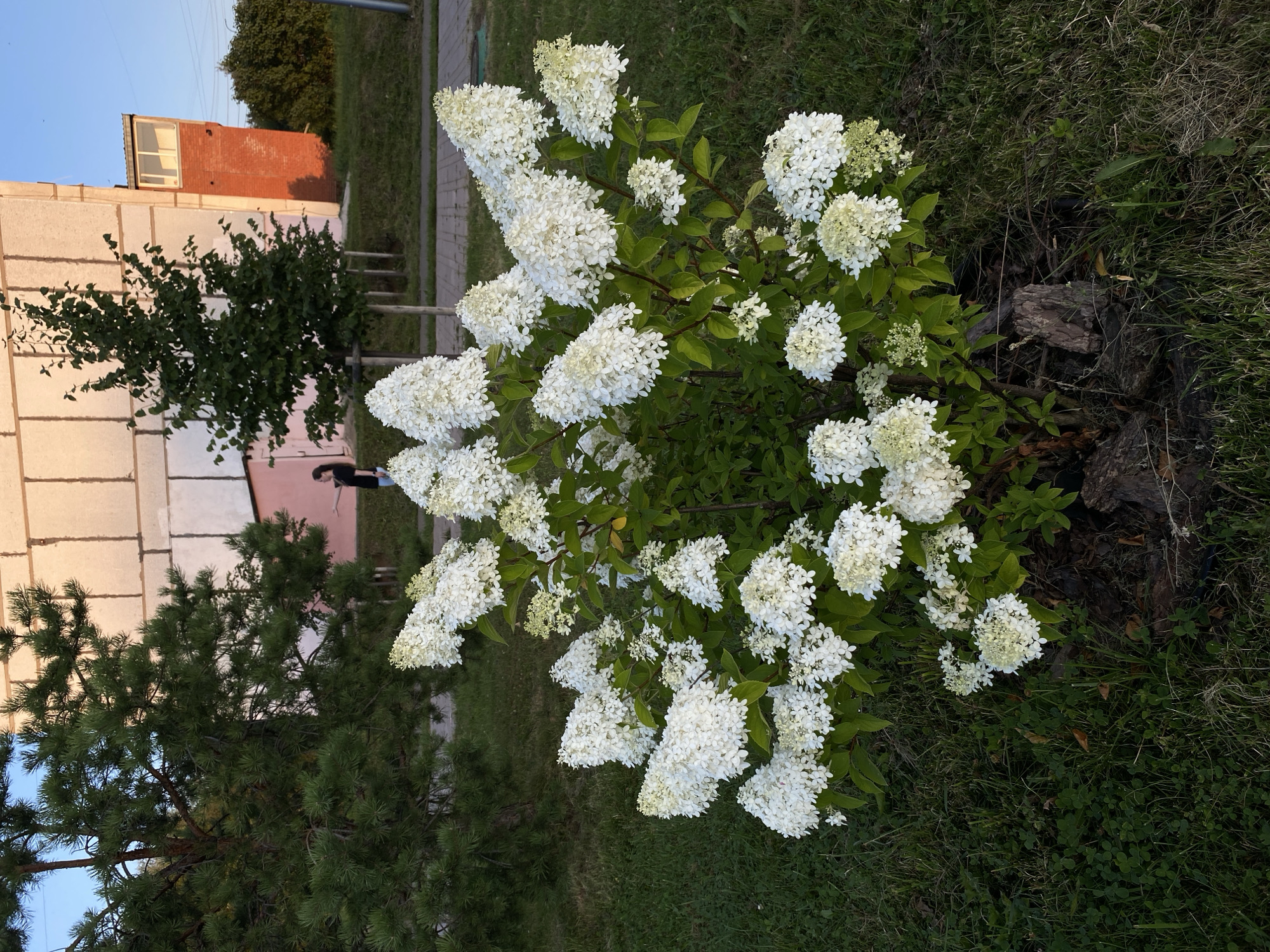 A dense bush of white hydrangeas is in full bloom in the foreground, set against a grassy lawn. Behind the bush, a paved walkway is visible, with several young trees planted along its edge. In the background, a multi-story apartment building with a pink and white facade and a red brick extension stands under a clear blue sky. A young woman in a black t-shirt and blue jeans is standing near the building, pointing towards something off-camera. The scene appears to be in a residential area within the city of Votkinsk, Russia, given the architectural style of the building and the surrounding greenery. The lighting suggests it is late afternoon or early evening.