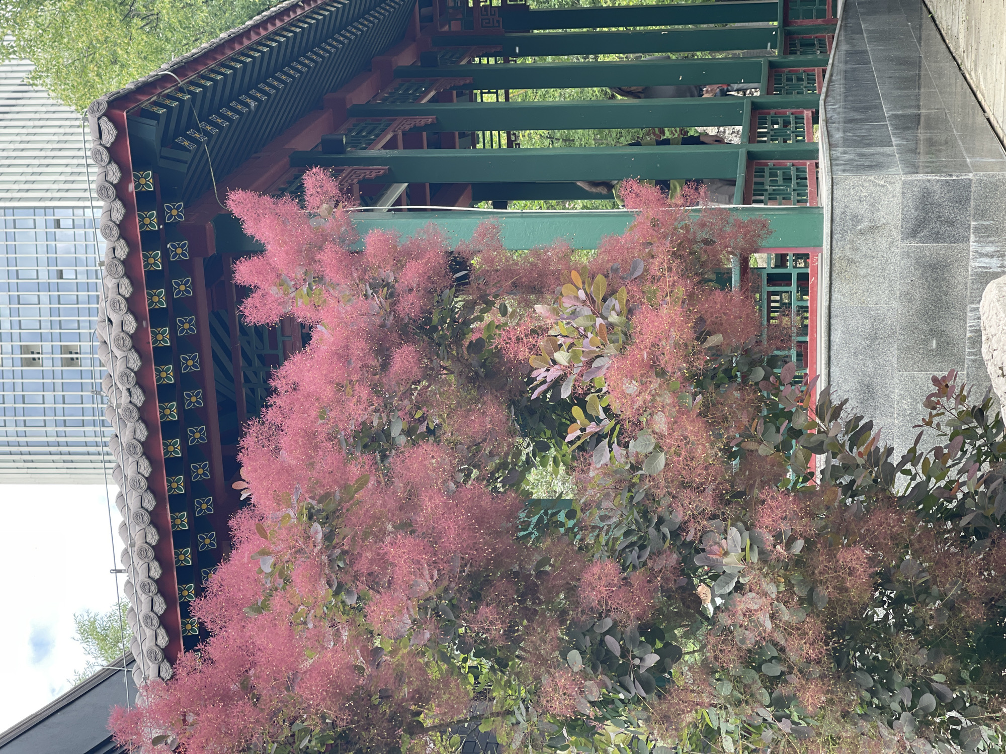 In an outdoor urban setting, a close-up shot captures a large, flowering shrub with delicate pinkish-red plumes dominating the foreground. Behind the shrub, a section of traditional Chinese-style architecture is visible. This structure features a dark, curved roof with ornamental tiling and a vibrant green, red, and dark blue painted wooden frame. The architecture includes decorative elements like floral patterns on the eaves and intricate lattice work along the railings. In the background, a modern, tall building with a grid of windows rises into a pale sky with scattered clouds. The ground in the foreground consists of dark grey granite paving stones, some of which are wet and reflective. The environment appears to be a park or courtyard, with hints of other greenery and possibly a wooden pathway in the lower right corner. Two individuals are partially visible behind the latticework of the green structure, suggesting a public space.