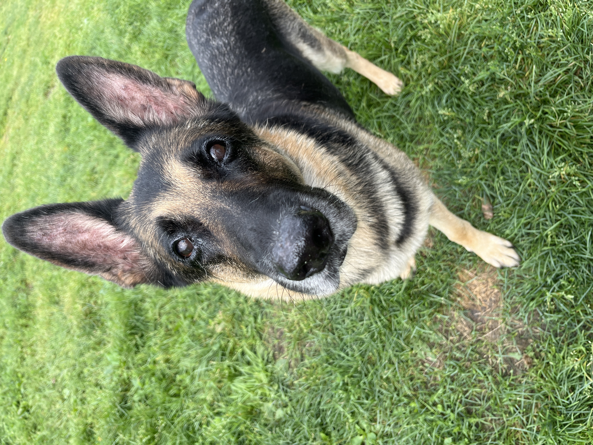 The image shows a German Shepherd dog standing on a patch of green grass. The dog is looking directly at the camera with its ears perked up. The background is out of focus, but appears to be more grass. There are no people or any recognizable landmarks of Nizhny Tagil, Russia in the image.