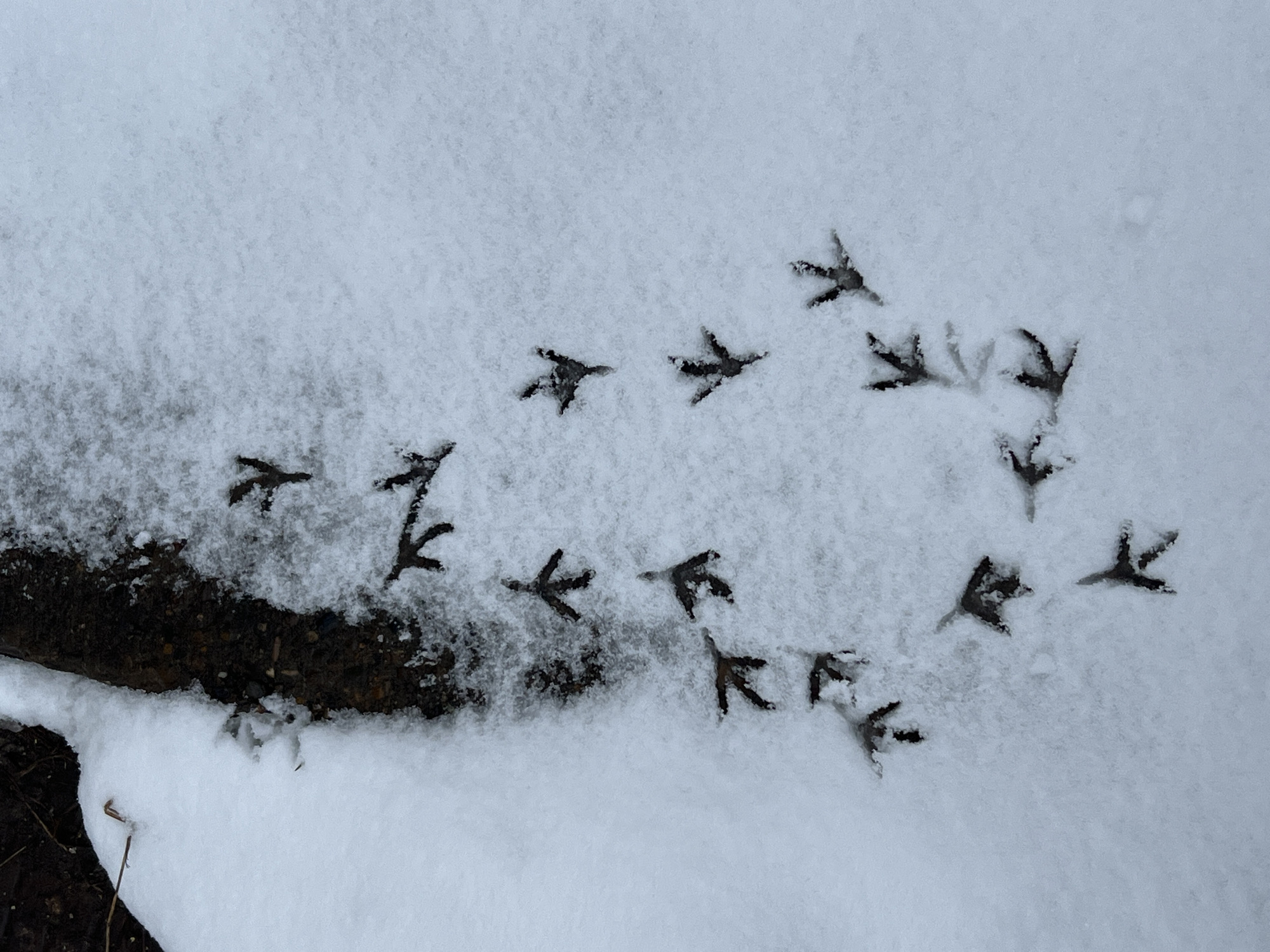 The image depicts a patch of snow with numerous bird footprints leading from left to right. The footprints appear to belong to a bird with three toes pointing forward and one pointing backward. On the left side of the frame, a dark, irregular shape is visible, possibly a small pile of dirt or a partially exposed surface beneath the snow. The background is mostly white, representing the snow-covered ground. There is no indication of the location being Chaikovsky, Russia in the image. The image contains bird footprints in the snow beside what seems to be a dirt patch.