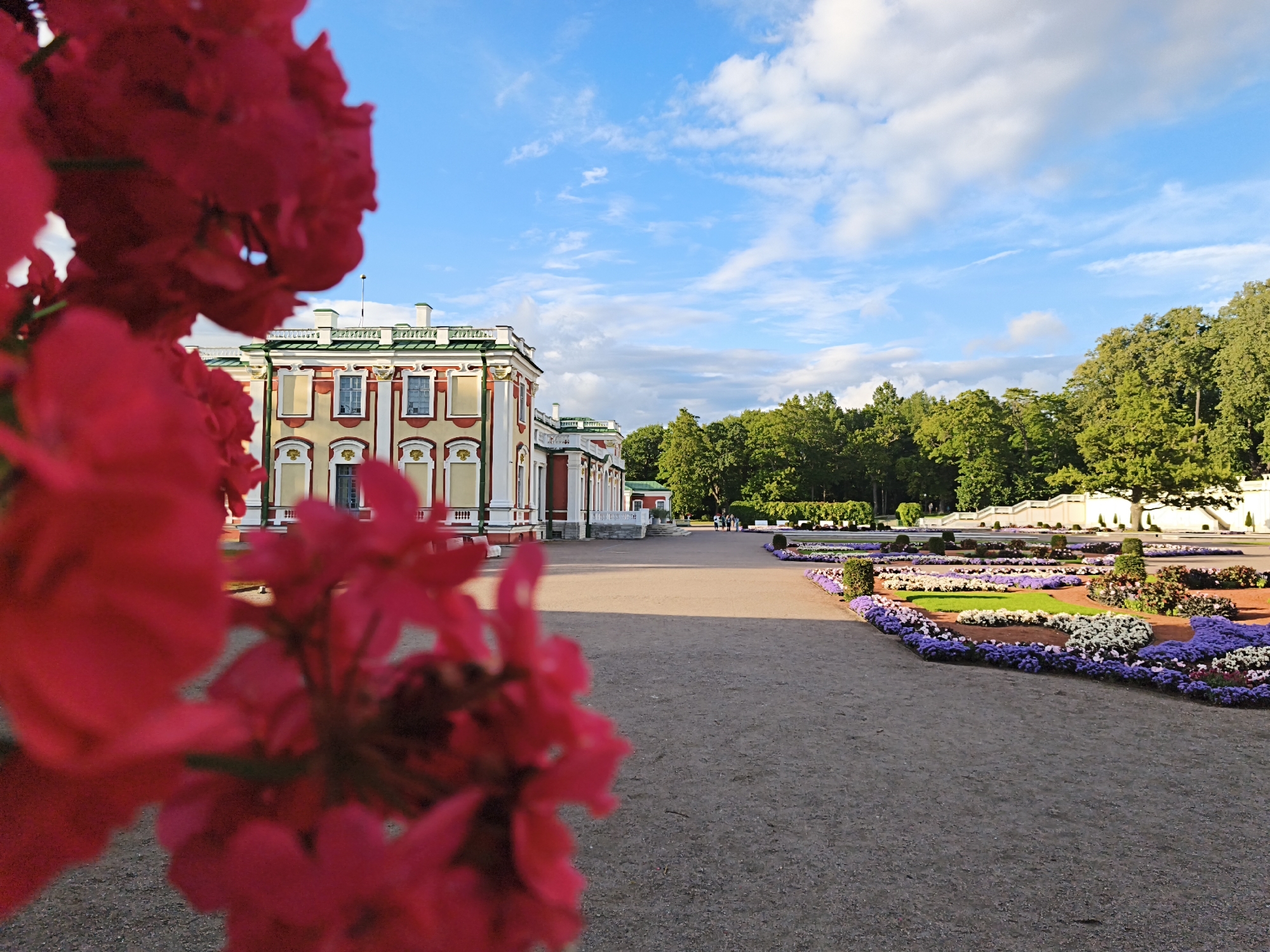 A medium shot captures a vibrant outdoor scene with a historic building and landscaped gardens. In the foreground, large, out-of-focus red flowers dominate the left side of the frame, with hints of pink blossoms. Beyond the flowers, a pale yellow building with red and white trim stands under a bright blue sky dotted with white clouds. The building features multiple windows and decorative architectural elements.
To the right of the building, a manicured garden unfolds, showcasing rows of colorful flowers, primarily purple and white, interspersed with green bushes and small trees. A gravel pathway leads through the garden and towards the building. In the distance, a line of lush green trees forms a natural backdrop, and a few people are visible walking along the path in the middle ground. The overall impression is one of a well-maintained public space on a clear day. The building appears to be Kadriorg Palace, located in Tallinn, Estonia.
