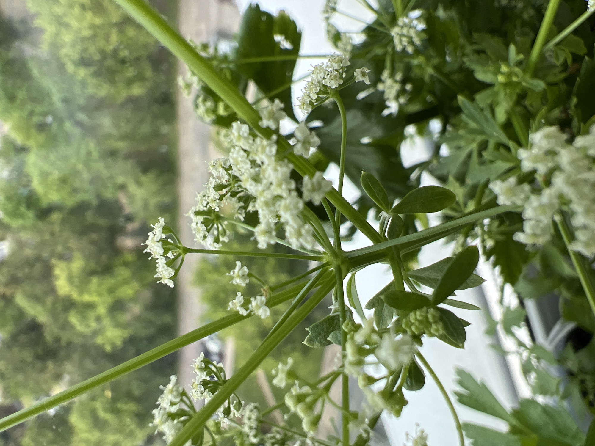 This media file shows a close-up of white flowers with green stems and leaves. The flowers are small and delicate, clustered together in umbels. The green stems are thick and smooth, and the leaves are finely dissected. The background is blurred, suggesting a shallow depth of field, but appears to be an outdoor scene with trees and possibly a building. The lighting suggests it is daytime, likely with overcast conditions given the soft, diffused light. The focus is entirely on the plant, drawing attention to its intricate details. There is no visible text or discernible activity beyond the plant itself. The overall impression is one of natural beauty and botanical detail. The location context is Minsk, Belarus, which, while not visually evident in the image, provides a geographic setting for the plant.