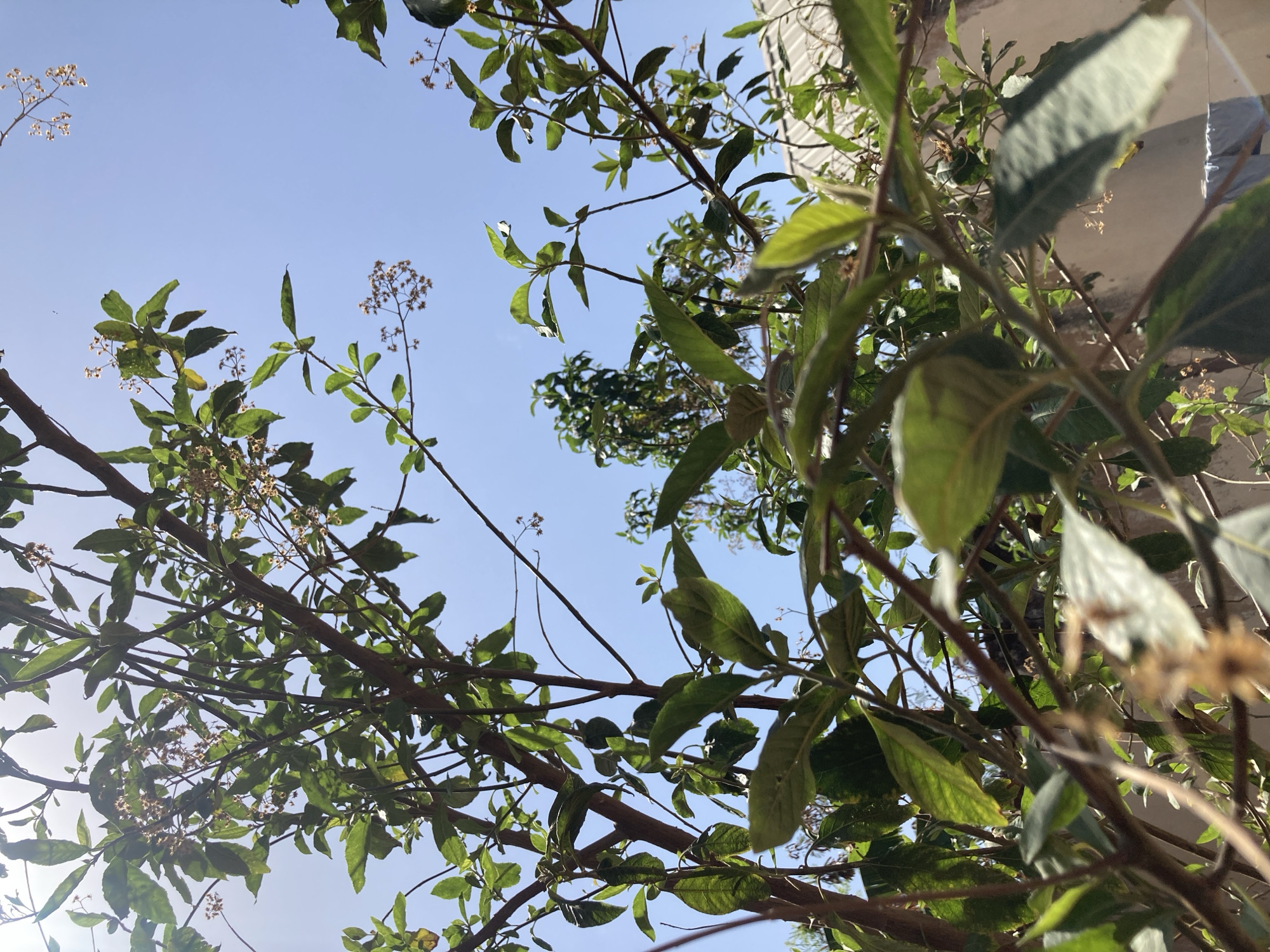 The image shows a view looking up through tree branches and leaves towards a clear blue sky. Some of the leaves are in focus, while others are slightly blurred, creating depth. A building is partially visible in the upper right corner. The location is Jos, Nigeria. No people are visible.