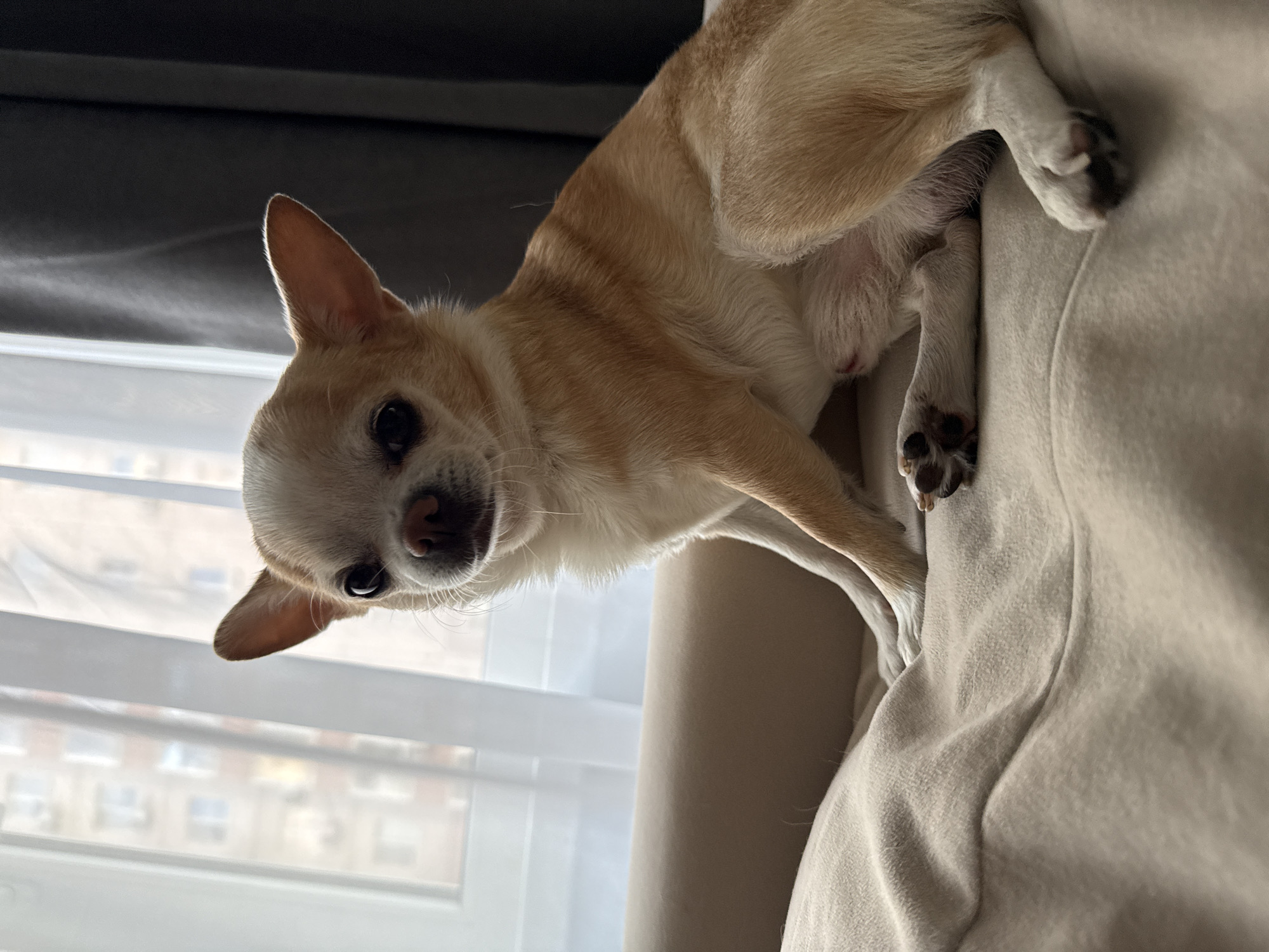 A tan and white chihuahua is perched atop a light-colored, fabric-covered object. The dog is facing the camera, with its head tilted slightly to the left. The background reveals a window with horizontal blinds and a view of a multi-story building. The setting is an interior location.