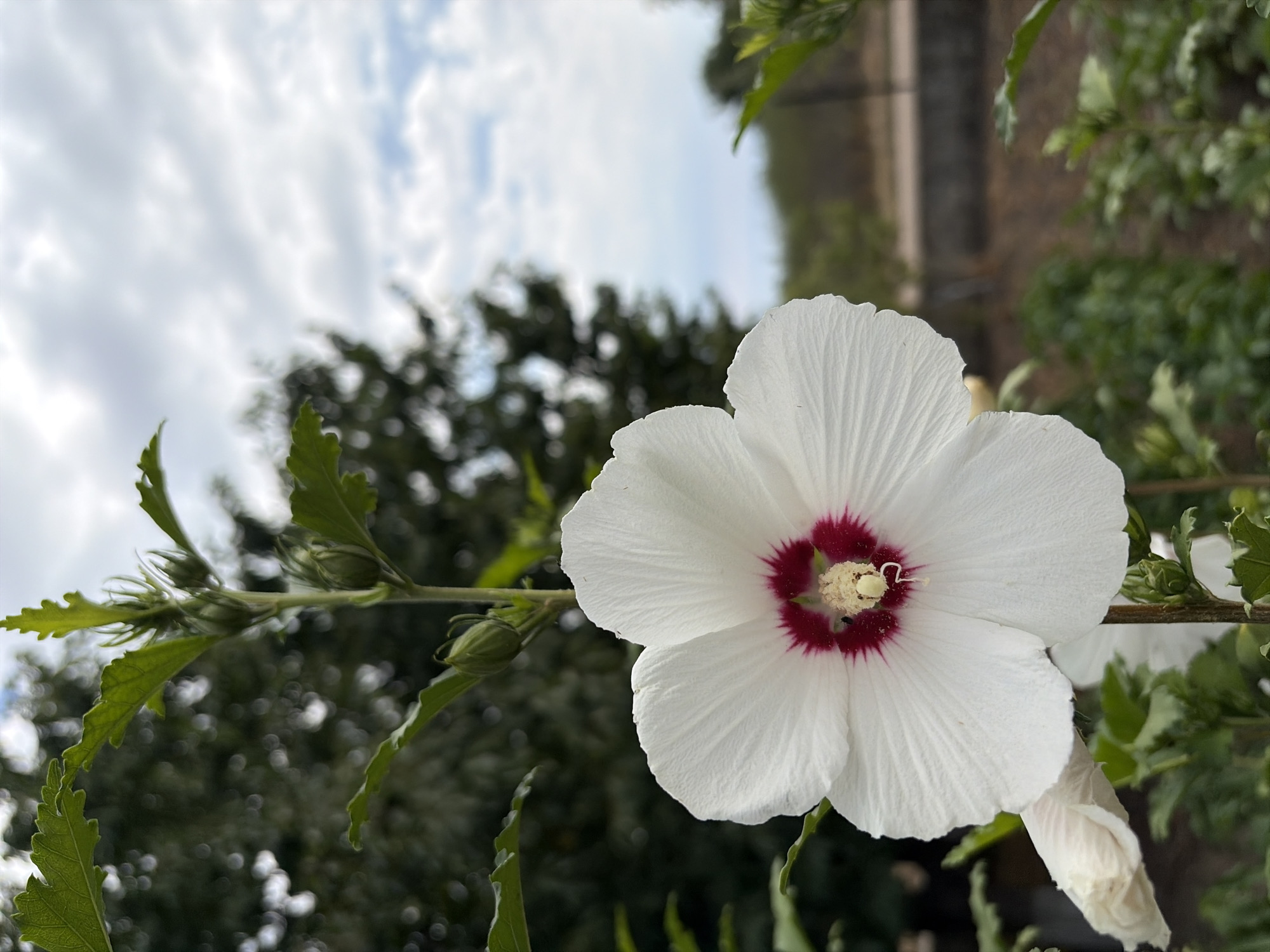 A white hibiscus flower with a red center is in full bloom, facing left and slightly upward. The flower has five large, delicate petals with visible veins. At the center of the flower, a prominent pistil and stamens are visible. The flower is on a green stem with several unbloomed buds and serrated green leaves. In the background, out of focus, are dark green trees and a cloudy sky. The scene is likely outdoors, in a garden or natural setting. There are no people or animals visible in the image. The location is unknown.