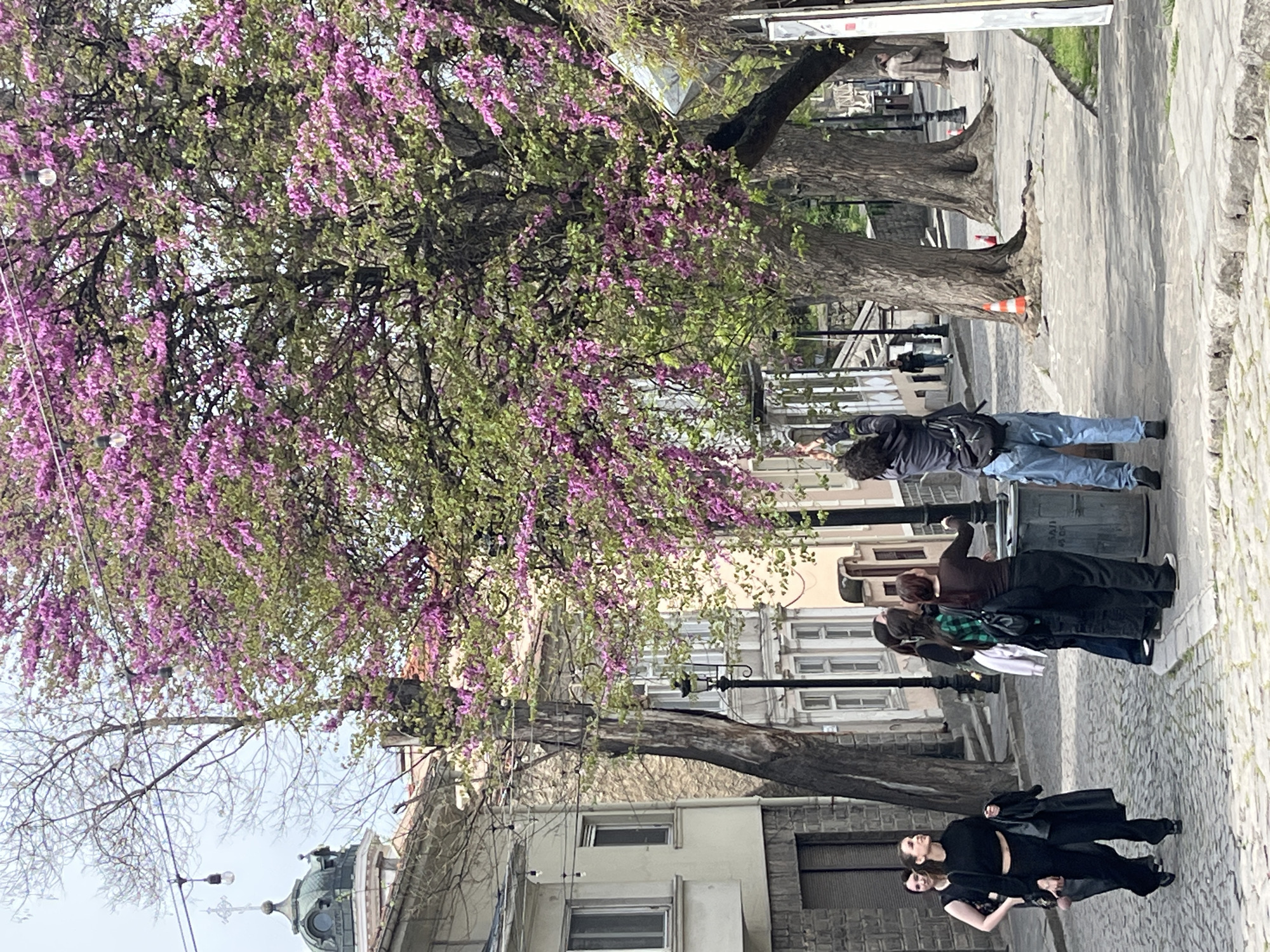 This image captures a vibrant street scene in Plovdiv, Bulgaria, likely during springtime. The most prominent feature is a large tree, heavily adorned with bright purple blossoms and interspersed green leaves, occupying a significant portion of the left and upper areas of the frame. The soft light suggests it is daytime with pleasant weather.
Several people are visible on the paved sidewalk on the right side of the image. In the mid-ground, a person in a dark jacket and blue jeans, carrying a backpack, stands near a dark grey trash can. Further down the sidewalk, a small group of three people is gathered near another trash can; one person wears a brown top and black pants, another a plaid shirt, and the third is partially obscured. Closer to the foreground, two individuals dressed in dark attire are present; one in a black crop top and black pants is looking upwards, while another person stands next to them in a dark t-shirt.
The ground is paved with cobblestone or large stone slabs. In the background, historic buildings with multiple windows and intricate architectural details line the street. Notably, on the far left, a building features a distinct green-domed roof. The scene conveys a relaxed atmosphere in a bustling urban environment. No discernible text is visible within the image.