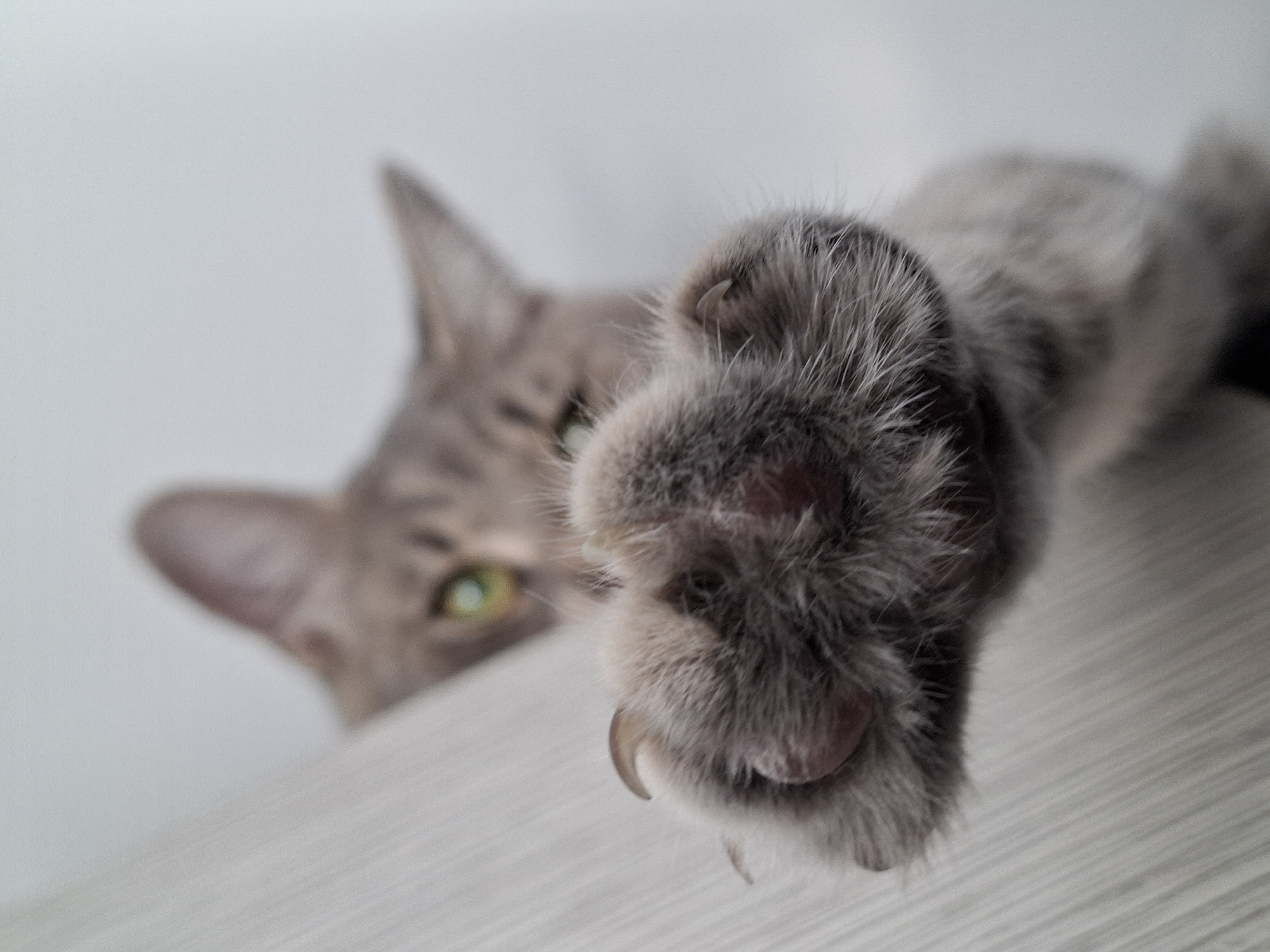 A close-up of a gray cat's paw with exposed claws is in sharp focus. The cat's head is partially visible in the background, out of focus, revealing a green eye and striped fur pattern. The surface the paw rests on is light gray with a subtle linear texture. There is no indication of the location being Novi Sad, Serbia in the image.