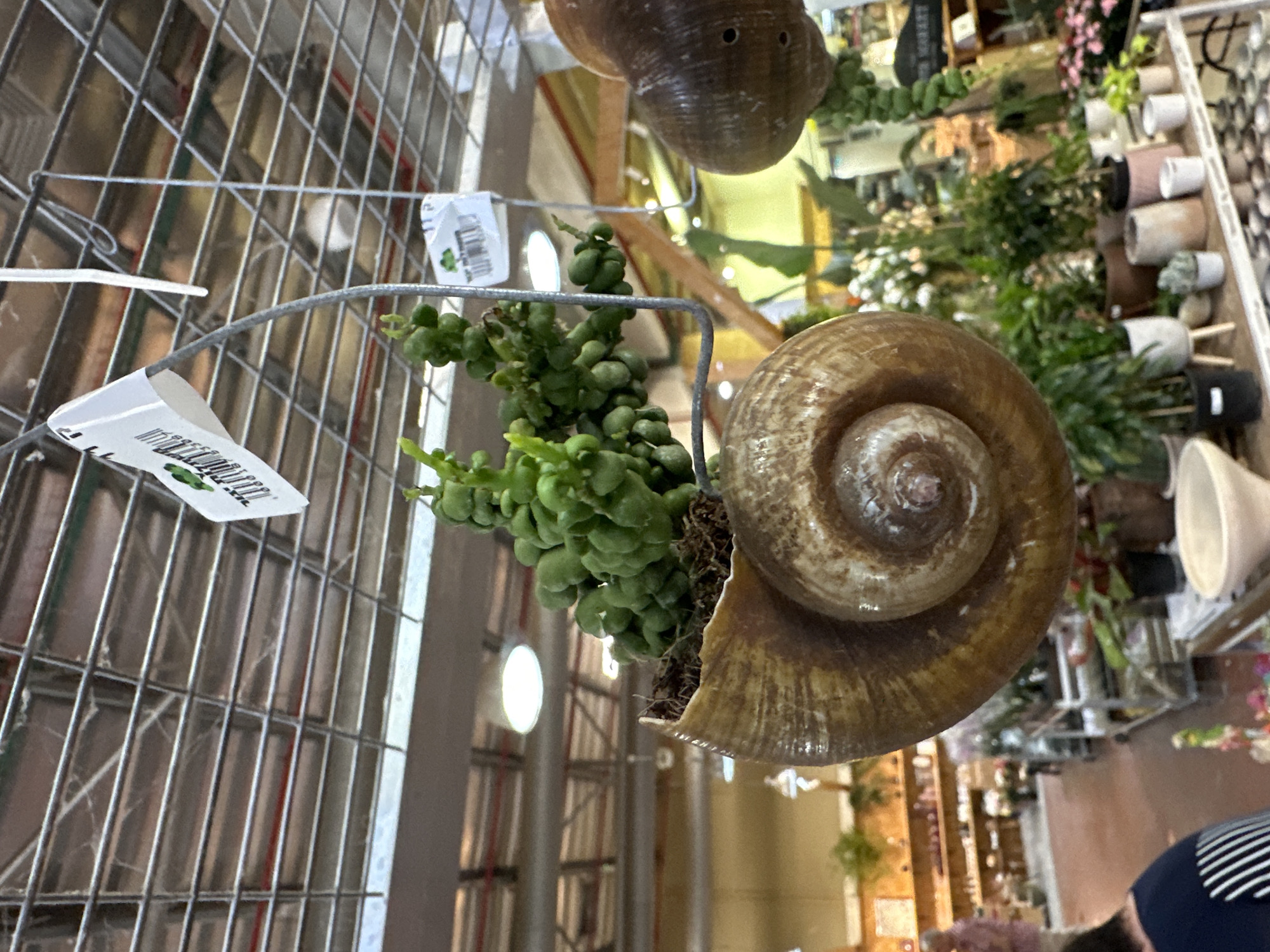 This image shows a hanging succulent plant, specifically a "string of pearls" variety, in a large, hollowed-out snail shell. The shell is a natural brown and cream color with a prominent spiral pattern. The plant's green, bead-like leaves are lush and spill over the edge of the shell. The planter is suspended by a metal wire frame, which is attached to a metal grid ceiling structure. White price tags with bar codes are visible on the grid. The background appears to be a well-lit indoor plant nursery or garden center. Shelving units filled with various potted plants and gardening supplies are visible. In the far background, out of focus, there are indications of artificial lighting and possibly more shelves of merchandise. The overall scene suggests a retail environment for plants.