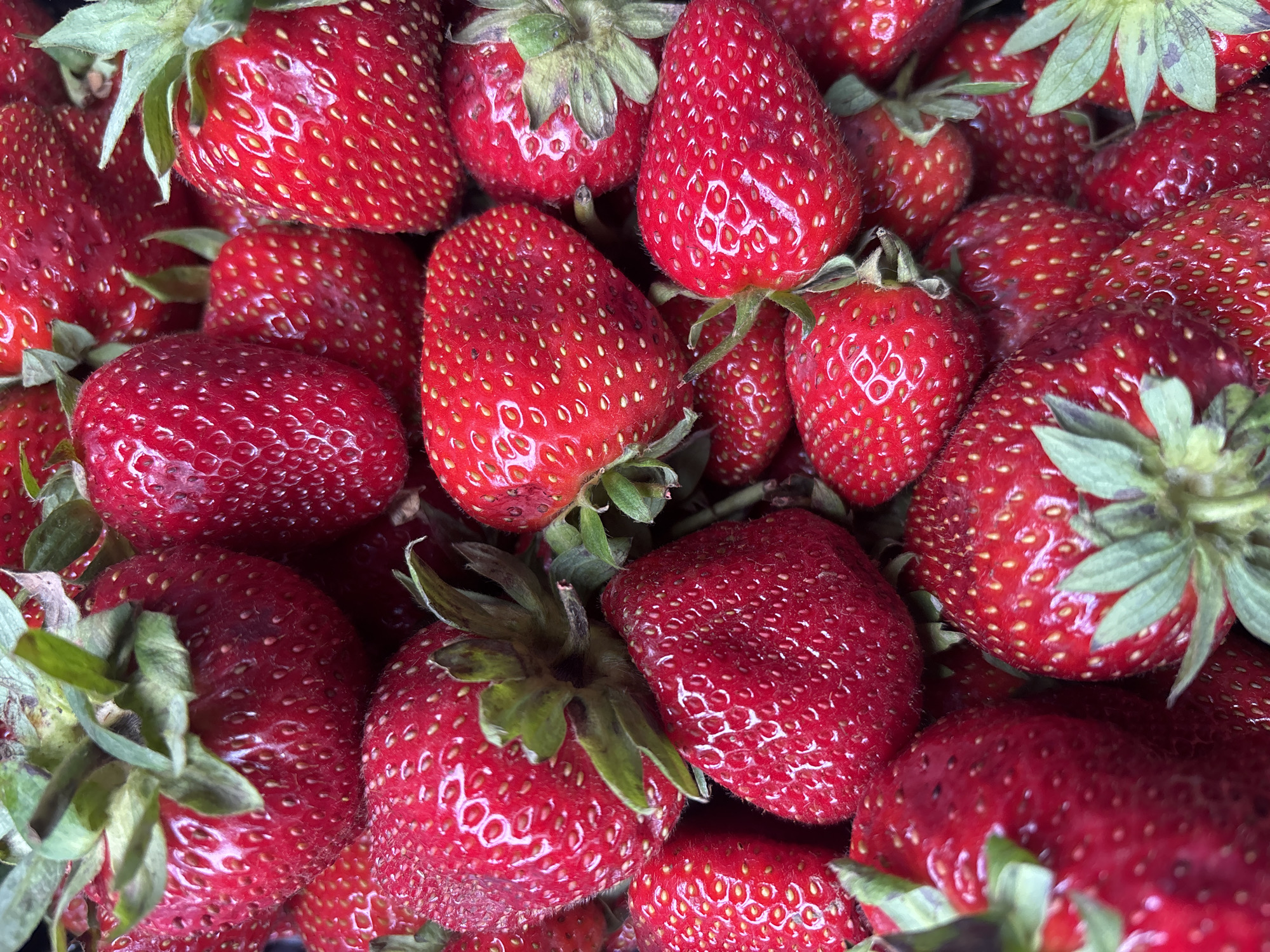 A close-up, overhead shot showcases a vibrant pile of fresh, red strawberries. The fruits are ripe, with visible seeds dotting their surfaces and green stems and leaves still attached to some. The lighting is natural and bright, highlighting the glossy texture of the strawberries. The image is a still-life composition focused entirely on the fruit. There is no information in the image that can identify its location in the city of Chaikovsky, Russia.