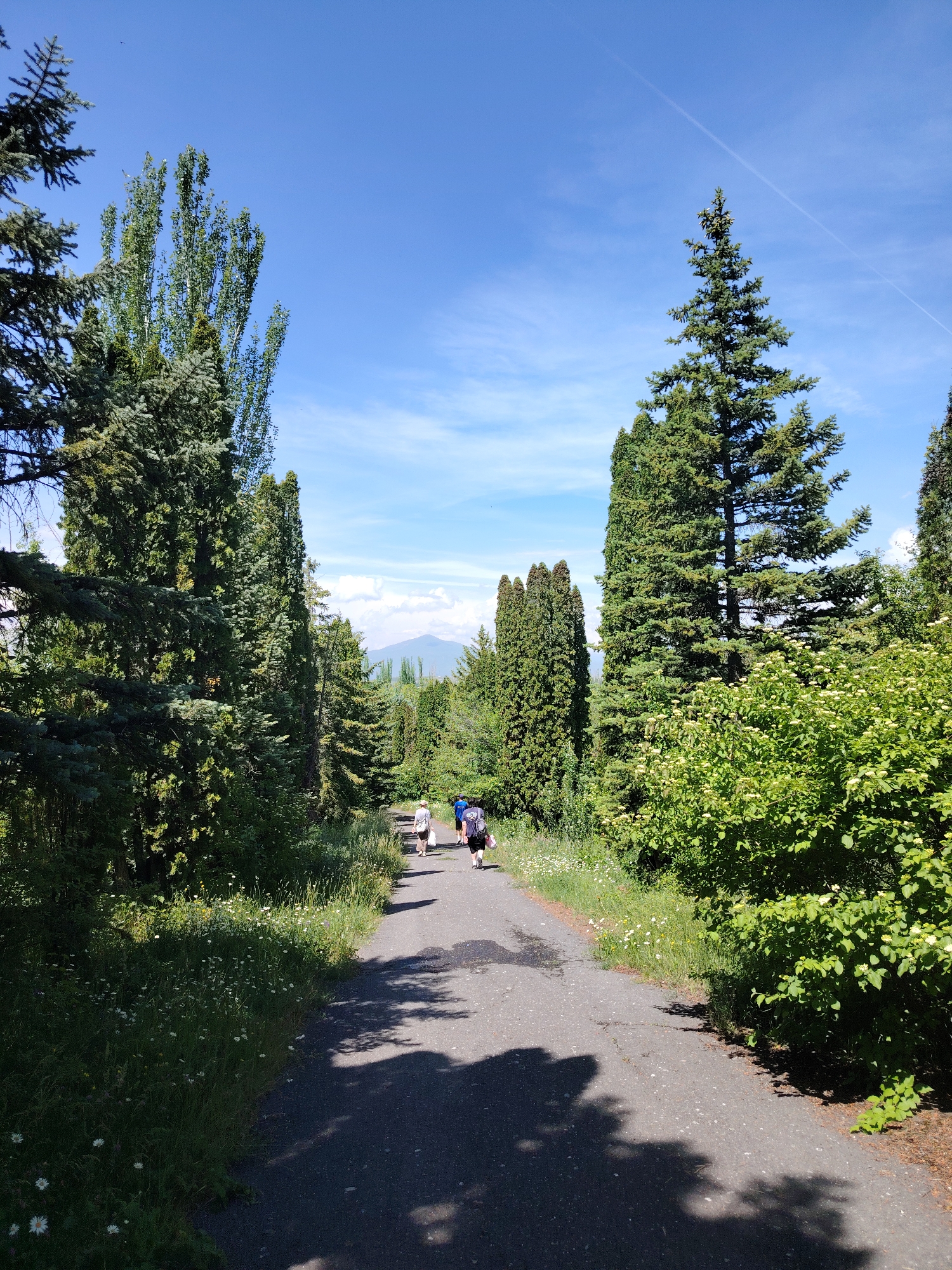 This image depicts a paved pathway in a park-like setting, likely in Jrvej, Armenia, on a clear, sunny day with a blue sky and scattered clouds. Several tall, green coniferous trees line the pathway, with dense foliage and shadows cast across the asphalt. The pathway is relatively narrow and curves slightly to the right, disappearing into the distance.
In the mid-ground of the image, a small group of four people are walking away from the camera along the pathway. They appear to be casually dressed and are walking at a moderate pace. The person in the lead is wearing a light-colored shirt and shorts, followed by another individual in a blue shirt and dark shorts. The third person is wearing a dark shirt and shorts, and the person furthest back is wearing a black backpack.
The area adjacent to the pathway is covered in lush green grass and wildflowers, adding to the natural ambiance of the scene. In the background, a distant mountain range can be observed under the bright sky, suggesting a slightly elevated terrain or a broad, open landscape. The overall impression is one of a peaceful outdoor excursion in a well-maintained park.