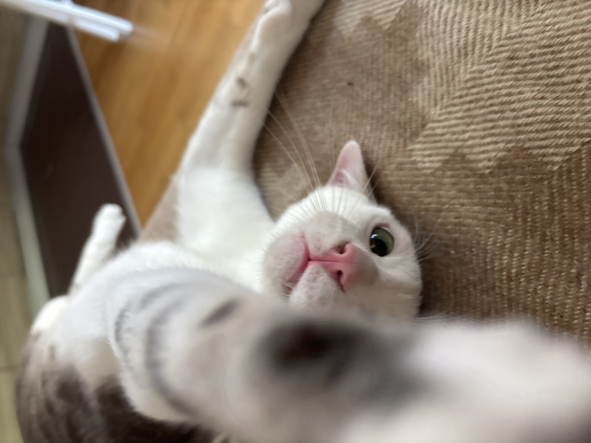 A close-up, low-angle, POV shot captures a white and brown cat lying on a textured brown surface, possibly a couch or blanket. The cat's head is in the foreground, with its pink nose and whiskers prominently displayed. One of its front paws is extended towards the camera, blurring the foreground and giving the impression of a selfie. The cat's green eye is visible, looking slightly to the right. In the background, a wooden floor and a dark mat are partially visible. There are no people or identifiable city landmarks present in the image. The scene appears to be indoors, likely in a residential setting.