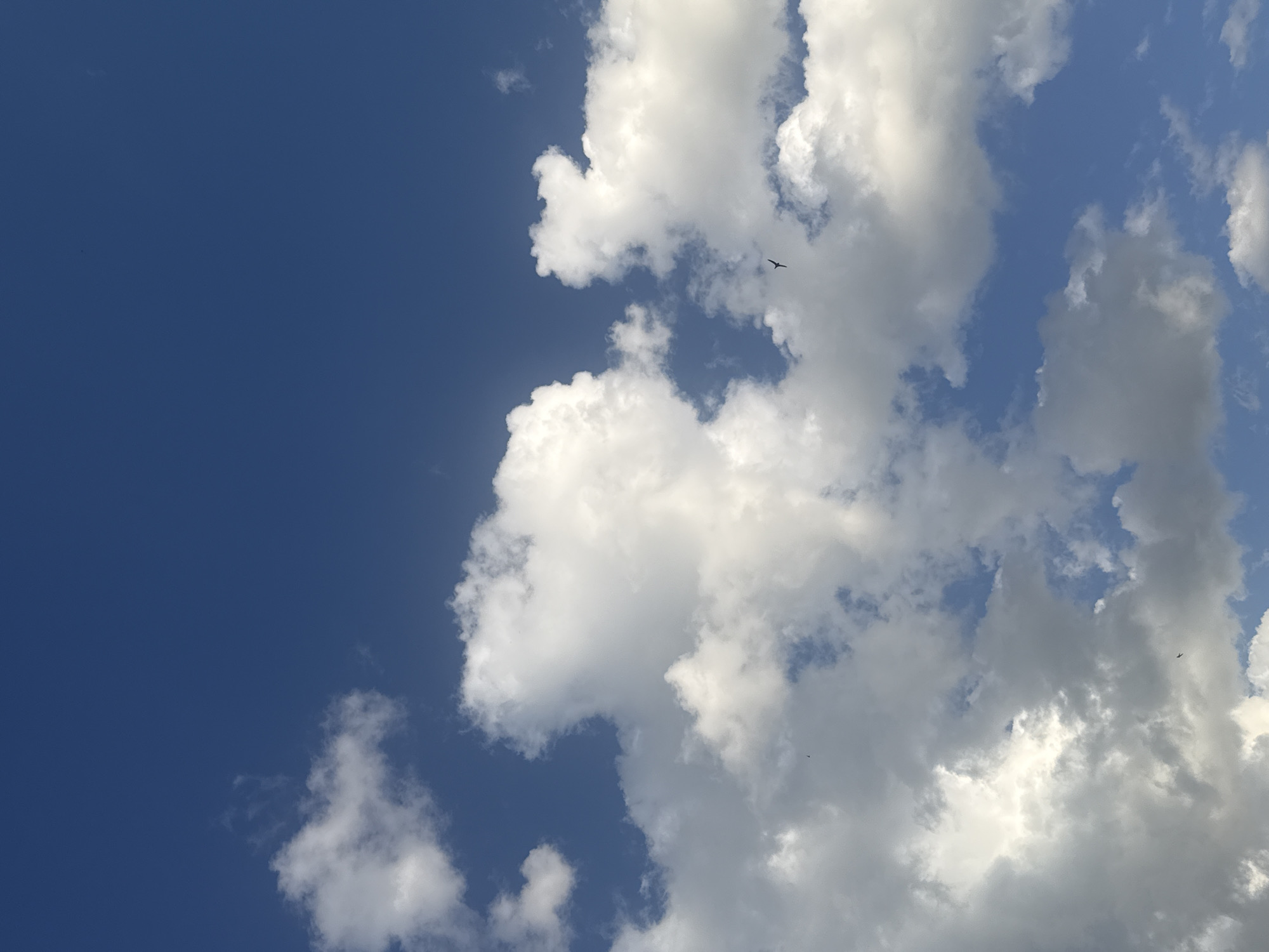 The image captures a sky filled with a mix of fluffy white and darker grey clouds against a clear blue sky. Two birds are visible in flight. One is positioned slightly above and to the left of the center, a small dark silhouette against the blue. The other bird is lower and to the right, also a dark silhouette. The scene is consistent with a view of the sky over Orenburg, Russia.