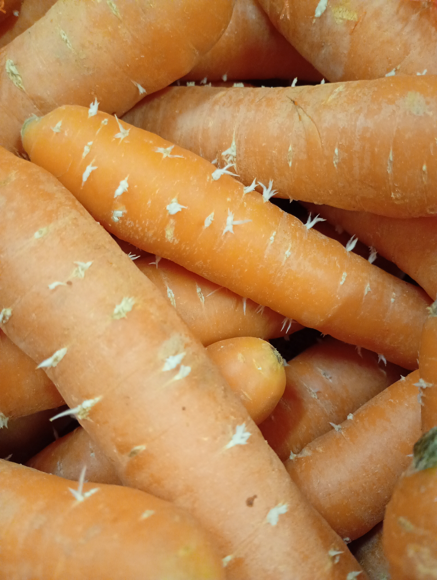 The image presents a close-up, high-angle view of a pile of fresh, unpeeled carrots. Numerous vibrant orange carrots are densely packed, filling the entire frame. Many of the carrots display small, delicate white root hairs protruding from their surface, indicating their freshness. The carrots exhibit natural variations in shape and size, with a slightly textured, earthy skin. No people are visible, and no specific activity is taking place other than the static display of vegetables. The scene suggests a setting like a market stall, a produce bin, or a storage area, possibly within Kabile, Bulgaria. The lighting is consistent, illuminating the natural color and texture of the carrots. There is no visible text in the image.