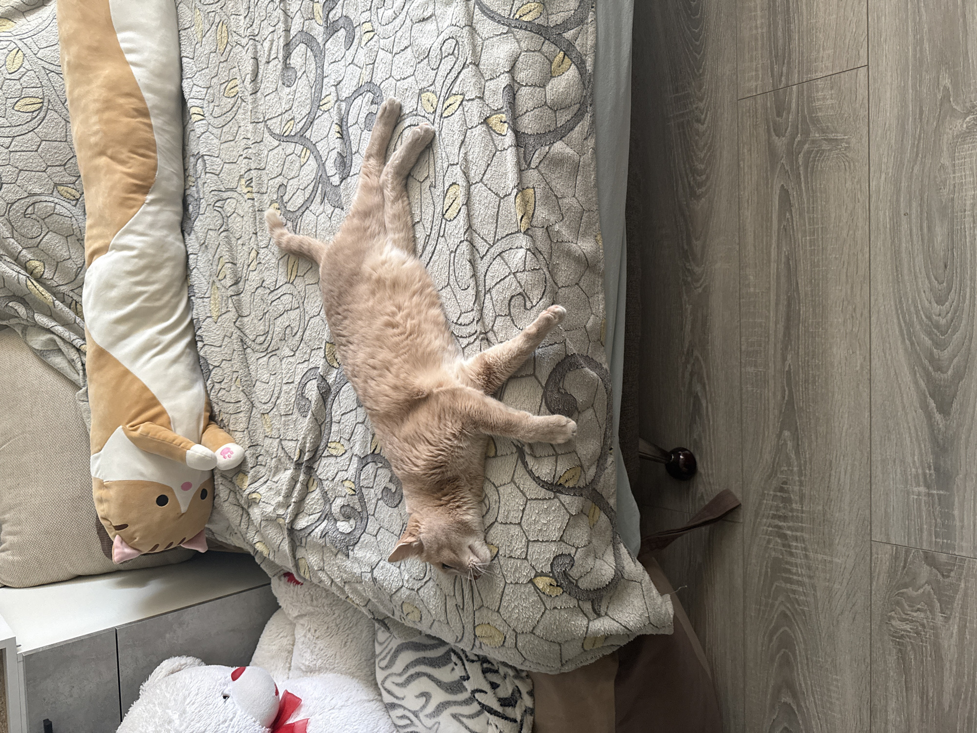 A domestic cat, light orange in color, lies on its back on a bed with a patterned, light-colored comforter. The cat is fully extended, with all four paws stretched out. To the left of the cat is a long, plush toy depicting a cat, and beneath the edge of the bed is a white teddy bear with a red ribbon. The bed is positioned next to a light gray nightstand. The flooring is wooden with a gray tone. The location is Chaikovsky, Russia.