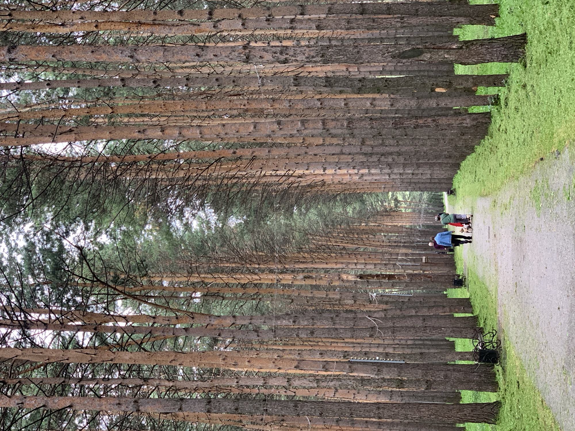 A wide, gravel path winds through a dense forest of tall pine trees, creating a natural tunnel effect. The path is bordered by vibrant green grass on both sides, with scattered black trash receptacles and ornate black benches near the path's edge. In the distance, three individuals are walking along the path. One person, wearing a blue jacket and black pants, is walking away from the viewer, accompanied by a small dog on a leash. Another person, dressed in a green jacket and grey pants, is walking in the same direction, pushing a stroller. A third individual, wearing a dark jacket, walks ahead of them. The sky above is overcast, casting a soft, diffused light on the scene. The location is a park in Prokopyevsk, Russia.
