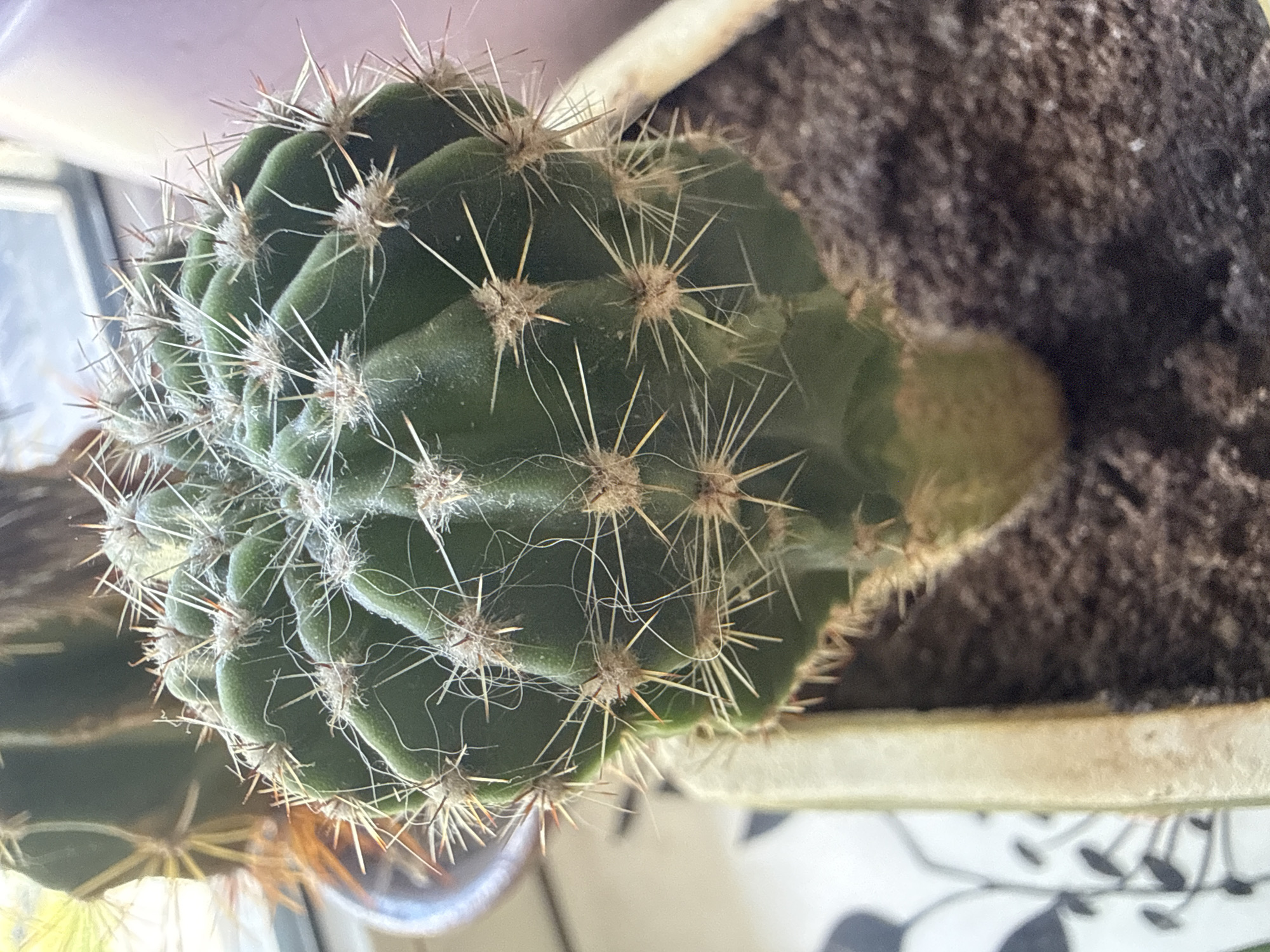 A close-up, slightly angled shot focuses on a green cactus with prominent spines. The cactus is potted in dark soil within a light-colored planter, partially visible on the left side of the frame. In the background, another cactus is out of focus, and a light-colored object, possibly a wall or curtain, is present. The lighting suggests an indoor setting with natural light coming from the right. The scene is static, with no visible activity.