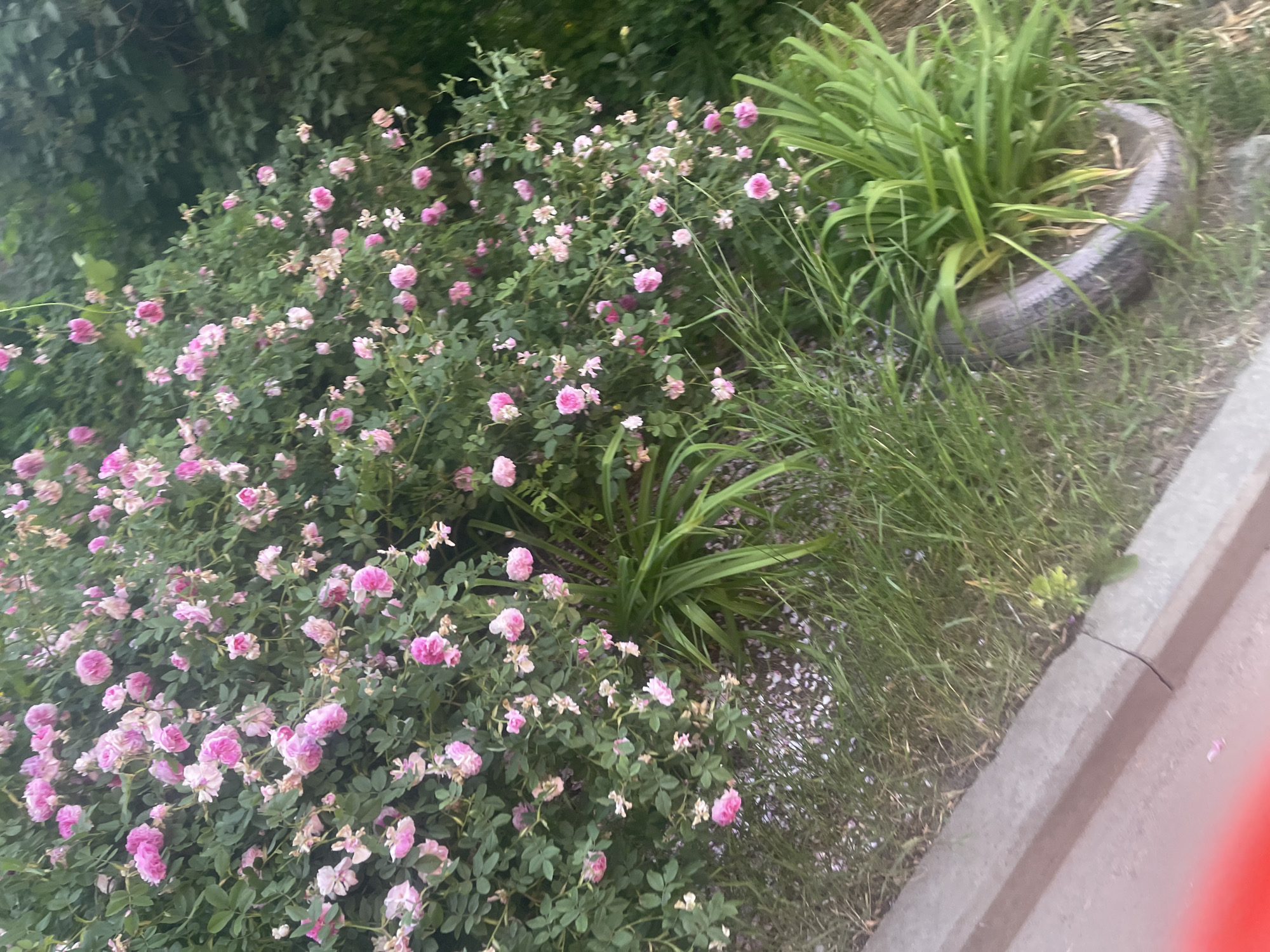 The image depicts a close-up view of a dense bush of pink roses in a garden setting. The roses are small and clustered, with numerous blooms in various stages of opening and wilting. Surrounding the rose bush are green leaves and some fallen rose petals scattered on the ground. In the foreground, there is a concrete curb with grass growing alongside it. To the right of the rose bush, there are tall green leafy plants, with a discarded tire visible amongst them. The overall impression is of a natural, somewhat overgrown garden space. The location in the city of Гожули, Ukraine is noted, but no specific landmarks or urban features are identifiable in the image to confirm this.