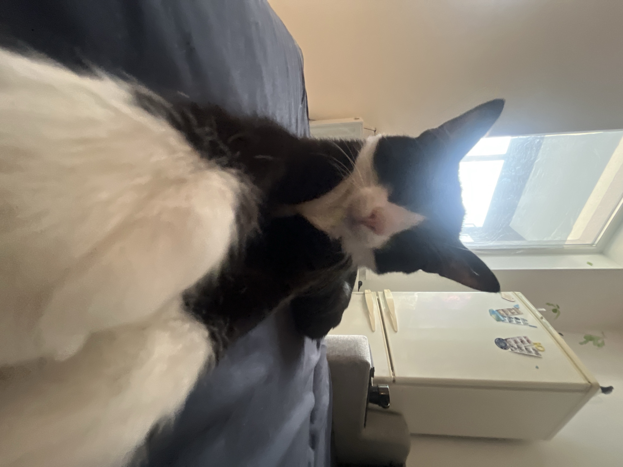 A low-angle shot focuses on a black and white cat lying on a blue couch. The cat is positioned with its head towards the upper right corner of the frame, while its body extends across the lower left. In the background, a white refrigerator is visible, adorned with magnets. A window can be seen above the refrigerator, allowing natural light into the room. This scene takes place indoors, possibly in a residential setting. There is no indication that the photo was taken in Saint Petersburg, Russia.