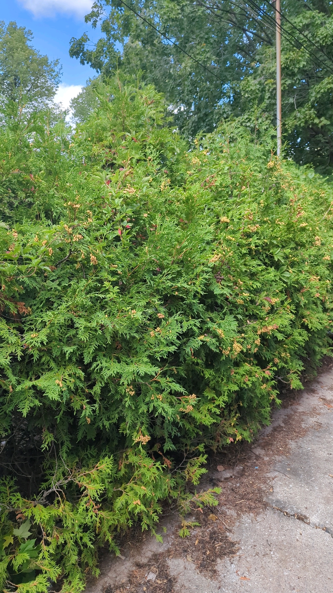 A dense, green cedar hedge is the primary subject of this image, situated along a concrete path. The hedge is lush and full, with visible small, cone-like structures scattered throughout its foliage, suggesting it may be a mature specimen. Some of the lower branches of the hedge appear to be touching or slightly overhanging the concrete.
The environment suggests an outdoor setting, possibly a residential area or a park in Montreal, Canada, given the presence of a utility pole with multiple wires visible in the background, which are common in urban and suburban landscapes. The sky above is partly cloudy, with patches of blue visible between the leaves of trees that can be seen in the upper portion of the image. The ground beside the hedge is a mixture of dirt and fallen leaves, with the concrete path showing signs of weathering and minor cracks. No people or animals are visible in the frame. The overall impression is of a well-established, natural element within a developed area.