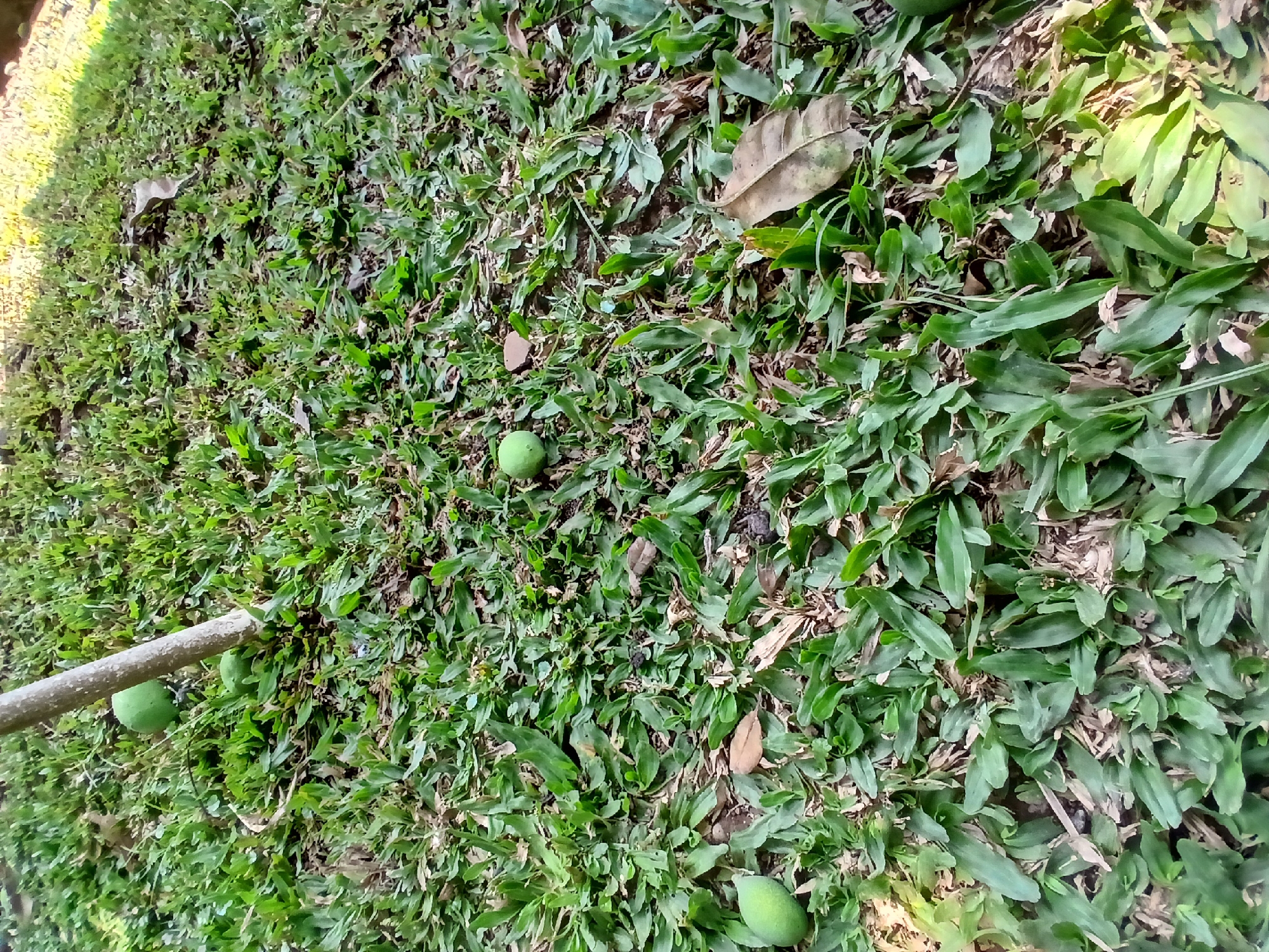 The image depicts a ground-level view of a grassy area with several small, green, spherical objects scattered across it. A thin, light-colored tree trunk is partially visible in the upper left quadrant, leaning slightly to the right. The grass is a vibrant green, with some dry, brown blades and fallen leaves mixed in. The lighting suggests it is daytime, with sunlight casting shadows and creating areas of bright illumination, particularly in the upper right corner. The overall impression is of an outdoor, natural setting. It is not possible to determine the specific location within Sekarputih, Indonesia based solely on the visual information provided.