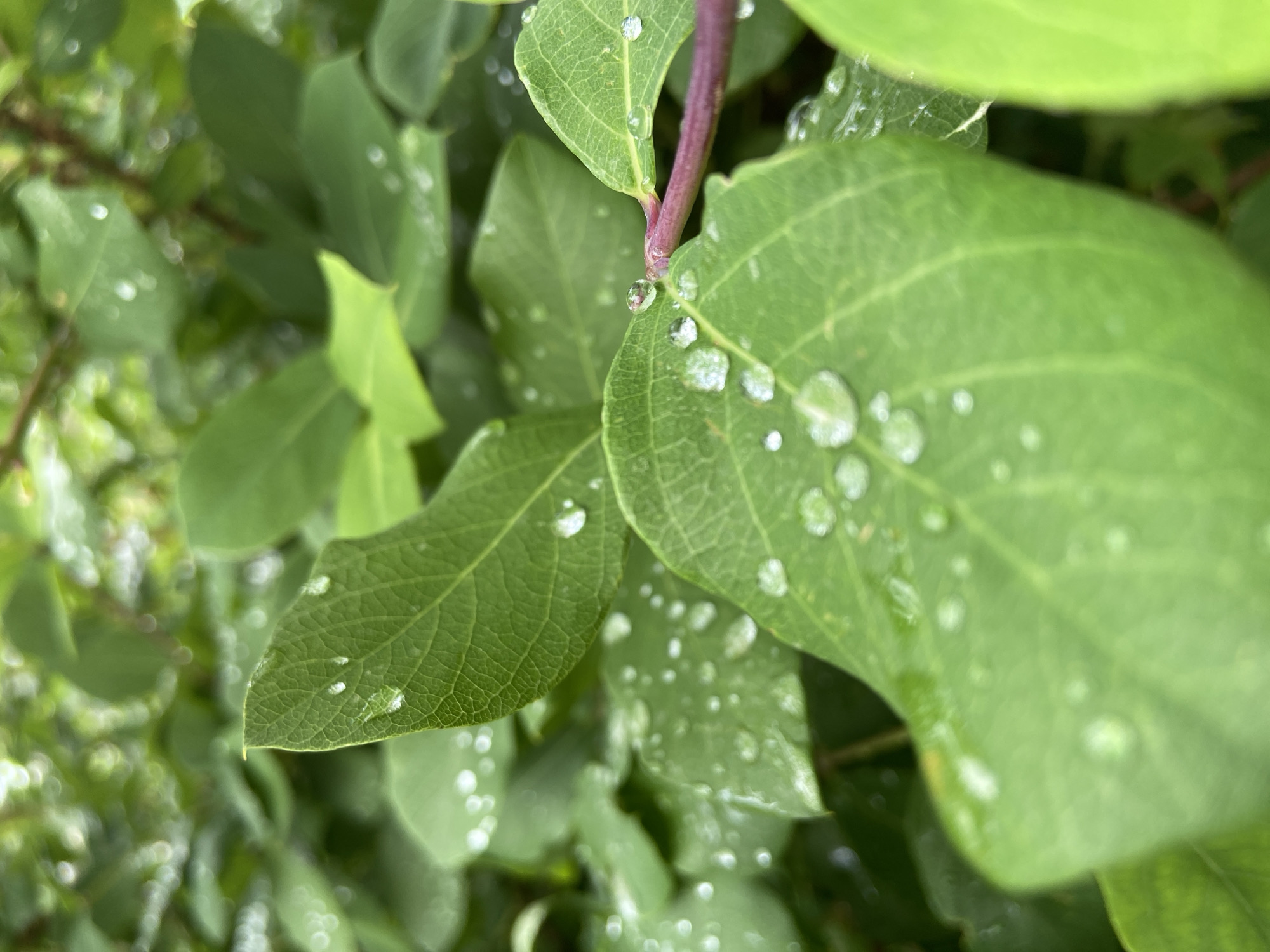 This close-up image captures vibrant green foliage adorned with numerous clear water droplets, set in Budva, Montenegro. The primary subjects are the leaves of a plant or bush, rendered in various shades of green, exhibiting visible vein structures on their surfaces. Many leaves are covered in spherical water droplets that brilliantly reflect light, creating a sparkling effect across the frame.
A reddish-purple stem is prominently featured in the central right portion of the image, from which some of the leaves originate. The background consists of softly blurred green foliage, indicating a shallow depth of field that draws focus to the dewy leaves in the foreground.
The presence of the water droplets suggests that it has recently rained or that there is heavy morning dew. The lighting appears soft and natural, indicating it is daytime. There are no people, explicit activities, or visible text in the scene. The image conveys a sense of natural freshness and tranquility, highlighting the intricate details of nature after precipitation.