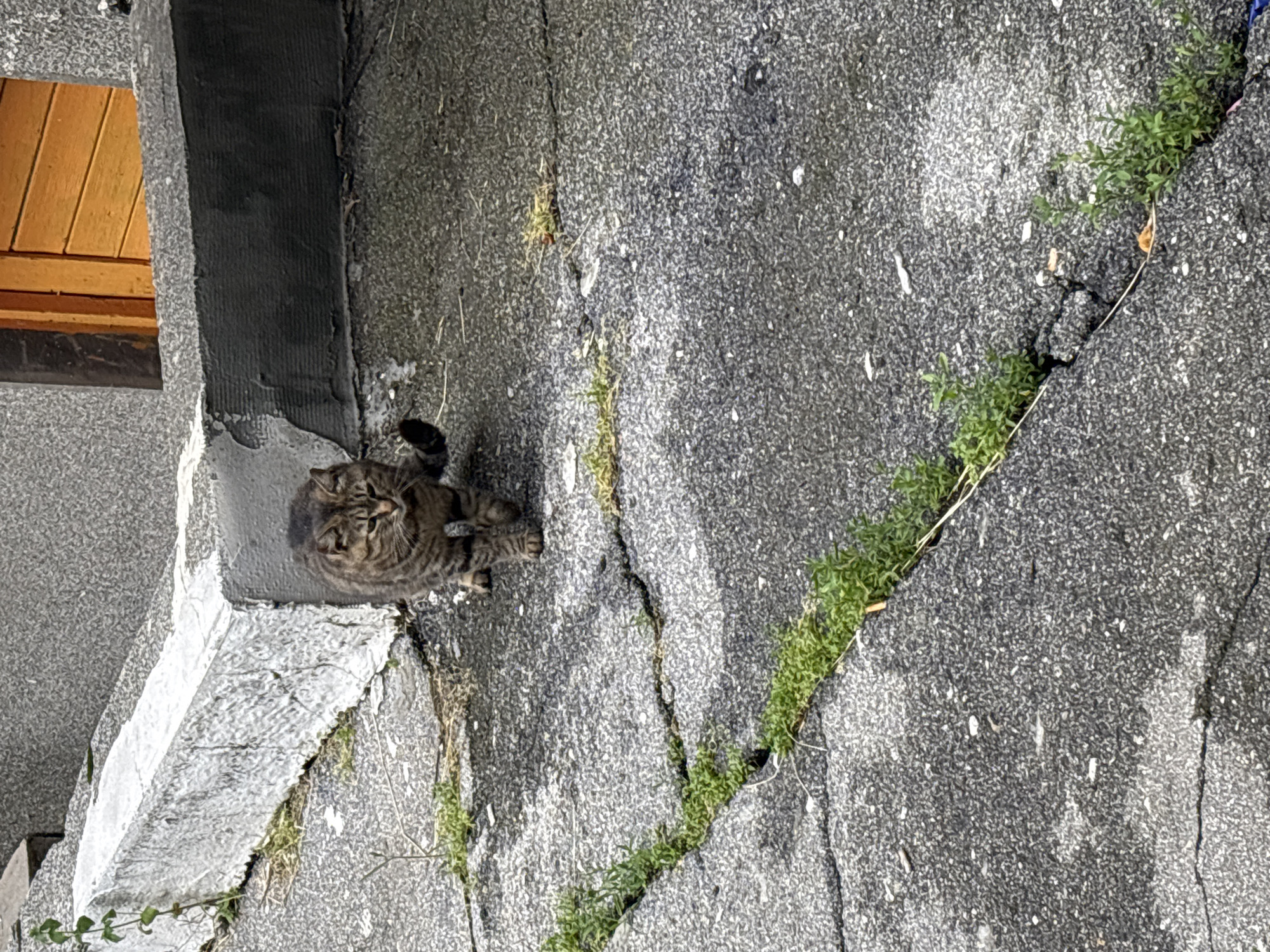 A tabby cat with black stripes walks towards the viewer on cracked asphalt. The cat is positioned in the center of the frame, facing forward with its head tilted slightly to the left. Its left paw is raised as if in motion. The background consists of a concrete ledge with white paint markings on its top surface and a textured gray wall. To the right of the wall is an orange wooden door. Green weeds are growing in the cracks of the asphalt. The scene appears to be an outdoor urban environment.