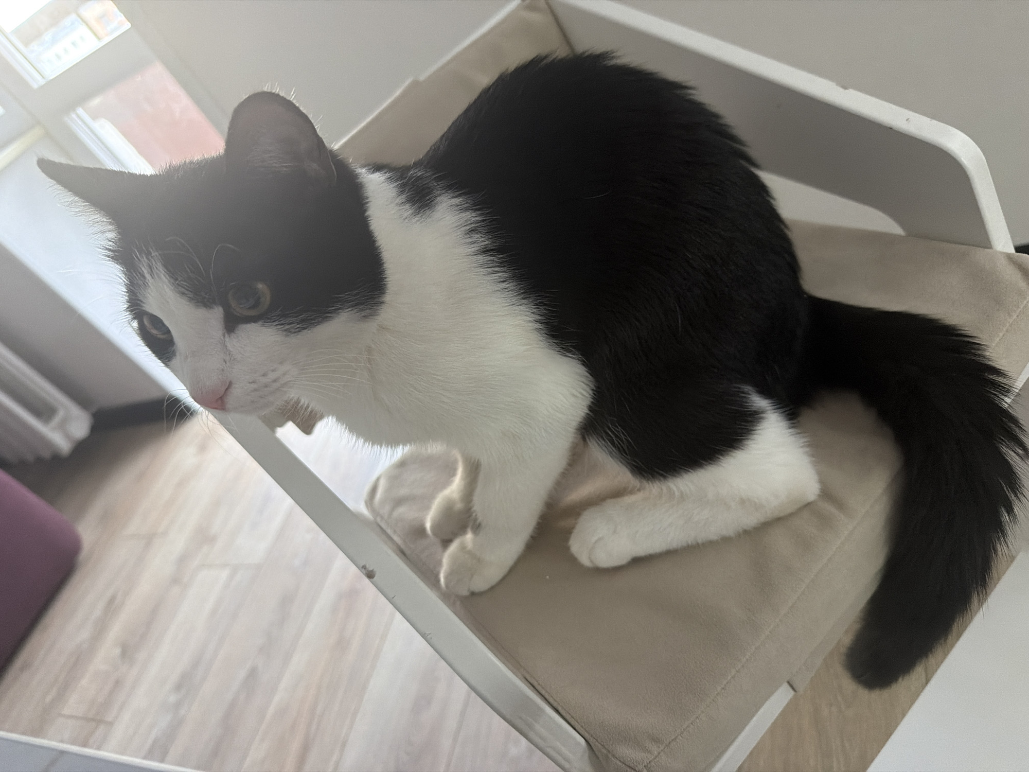 A black and white tuxedo cat is prominently featured, sitting on a white chair with a beige cushion. The cat has mostly black fur on its back and head, with distinct white markings on its chest, belly, paws, and a white blaze on its face. Its eyes are a light yellowish-green. The cat is looking intently towards the left of the frame, conveying an alert and curious demeanor. Its black tail curls around the right side of the cushion.
The setting is an indoor space, likely a home, characterized by a light-colored wooden floor that extends from the foreground to the background. Bright natural light streams in from a window in the upper left background, suggesting it is daytime. This light source creates a soft glare in that area of the image. A glimpse of a purple object is visible on the floor in the lower-left corner. The white chair has a simple, modern design. There is no discernible text within the image. The context for this scene is Chaikovsky, Russia.