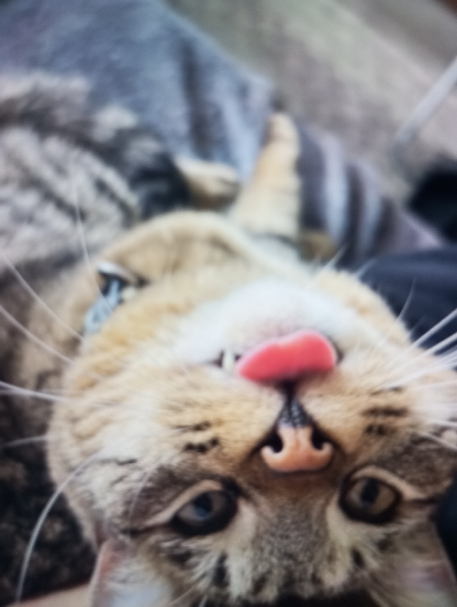 The image, taken in Zahorna, Moldova, shows a close-up, upside-down view of a domestic cat's face. The cat has tabby markings with prominent stripes on its forehead and cheeks. Its eyes are a bright blue, with one eye partially closed. A pink tongue is extended, licking its nose. The cat appears to be lying down on a soft surface, possibly a blanket or clothing, which has a textured, greyish-blue pattern. A portion of another tabby cat's body is visible in the background. The overall image is slightly blurred, giving it a soft focus effect.
