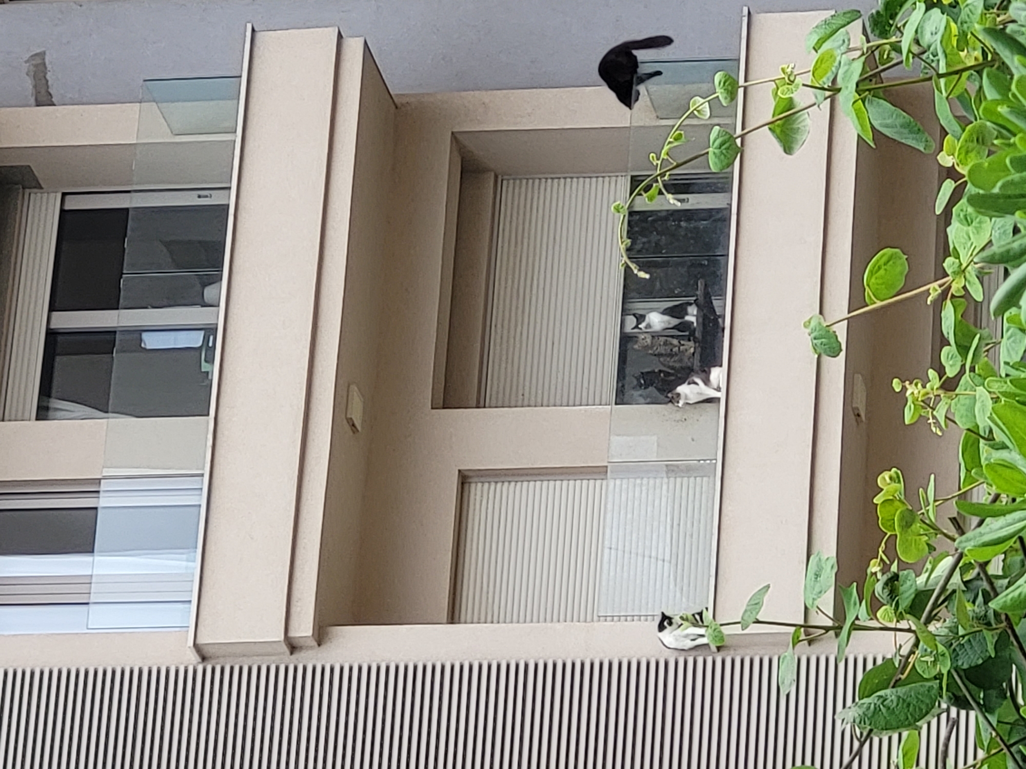 The photograph shows the exterior of a building in Budva, Montenegro. The building has a light beige facade with a repeating vertical striped pattern on the lower section. The windows are reflective, with an interior blind or curtain visible through the glass. Several cats are positioned on the window ledges and potentially inside, including a black cat partially out of the window. A plant with green leaves is visible on the right side of the frame.