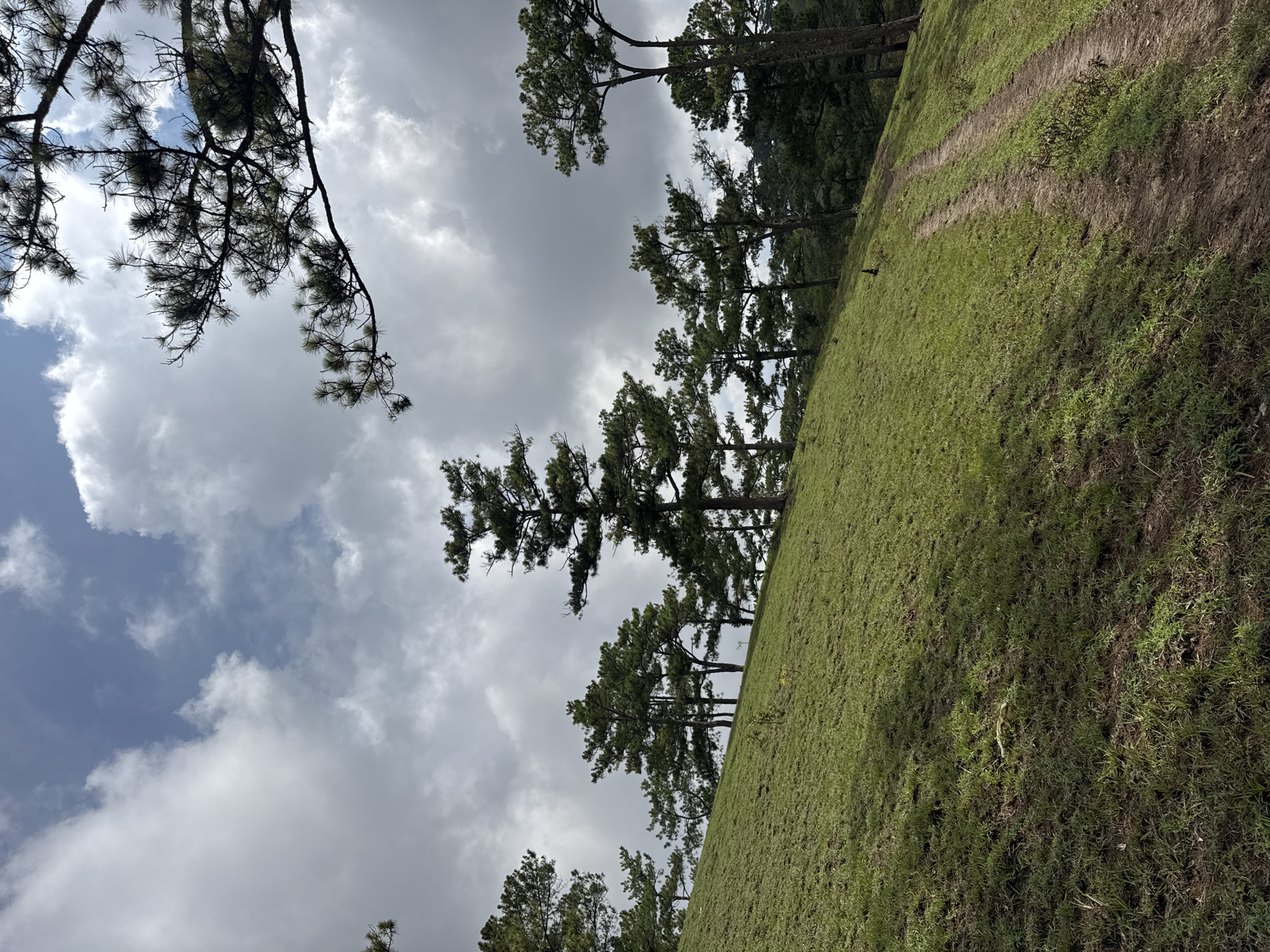 The scene is a grassy hillside in Lạc Dương, Vietnam, with several tall trees lining the slope. A trail of bare earth cuts across the hill, likely from foot or vehicle traffic. The sky is partly cloudy, with tree branches visible at the top left.