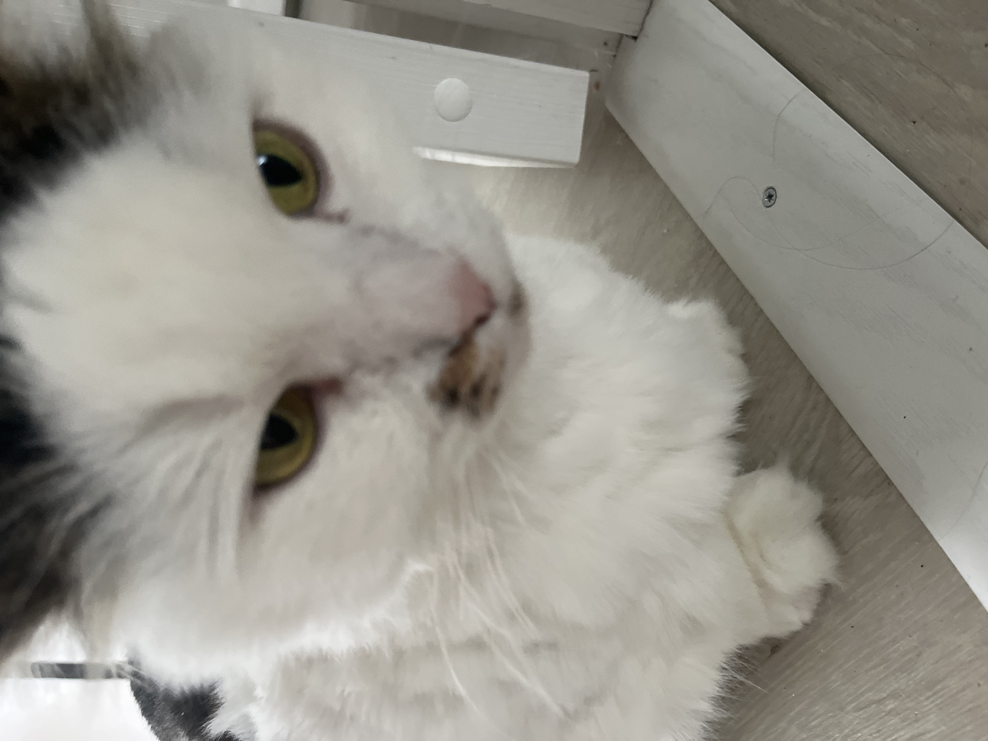 The image is a close-up, low-angle shot of a white cat with patches of dark fur on its head and tail. The cat's eyes are a striking yellow-green, and its nose is pink with dark speckles. The cat appears to be lying down on a light-colored, textured surface, possibly a rug or carpet.
In the background, there are white wooden structures that appear to be part of furniture, possibly a bed frame or shelving unit. One of these structures has a small, circular white cap and a screw visible. The lighting suggests it is daytime, but the indoor setting makes specific time of day or weather cues impossible to determine.
The cat's expression is difficult to ascertain due to the close cropping and the angle of the photo, but it seems alert. The focus is primarily on the cat's face and upper body, with the rest of its form fading into the background. The overall impression is a candid snapshot of a domestic pet in its environment. There is no visible text in the image.