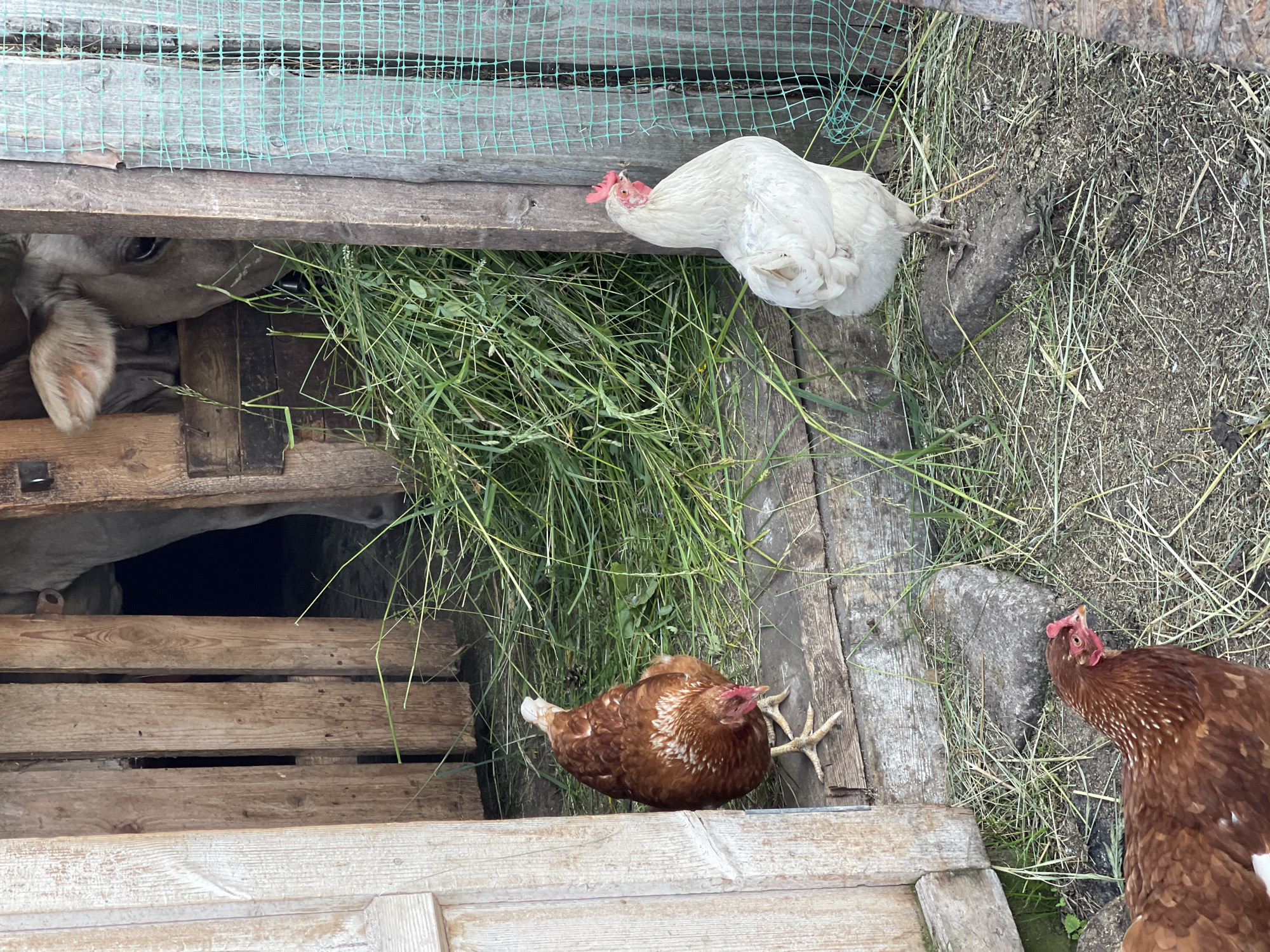 This media file shows a rural scene with several chickens and a calf in a coop or enclosure. The subjects include three chickens, one white and two brown, and a calf partially visible behind some wooden planks. The setting appears to be a farmyard or coop constructed from weathered wood and wire mesh.
The chickens are exhibiting typical chicken behavior, with one white chicken pecking at something on the ground and the brown chickens resting or observing their surroundings. The calf is peeking out from behind wooden structures, its head and ear visible. The ground is covered with straw, dry grass, and some green vegetation, indicating an outdoor or semi-outdoor enclosure.
Notable details include the natural lighting, suggesting daytime. The rustic construction of the enclosure, with rough wooden planks and a green wire mesh fence, provides context for a rural or agricultural setting. The presence of hay and scattered droppings indicates an active animal living space.
There is no visible text in the image. The overall impression is a snapshot of farm life in Заречный, Russia.