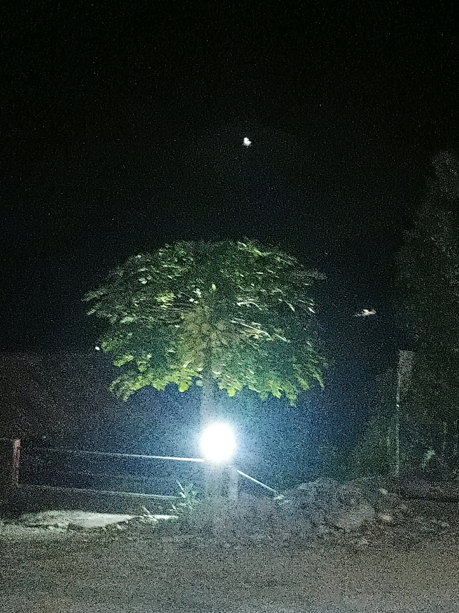 A photograph taken at night in Sinduaji, Indonesia, shows a tree illuminated by a bright light source at its base. The tree, which appears to be a papaya tree due to its distinctive leaf shape, is a prominent feature, its lush green foliage catching the light. A light pole with a bright bulb is situated directly beneath the tree, casting an intense glow upwards and outwards. In the background, a dark, star-speckled night sky is visible. A faint, small, white circular object is present in the upper portion of the sky, possibly the moon or a distant planet. A blurry, light-colored object, possibly an insect or a small flying creature, is also visible in the mid-right of the image. A simple fence, made of wooden posts and horizontal railings, stretches across the foreground. The ground in front of the fence is dark and uneven. The overall scene suggests an outdoor setting, likely a garden or a rural area.