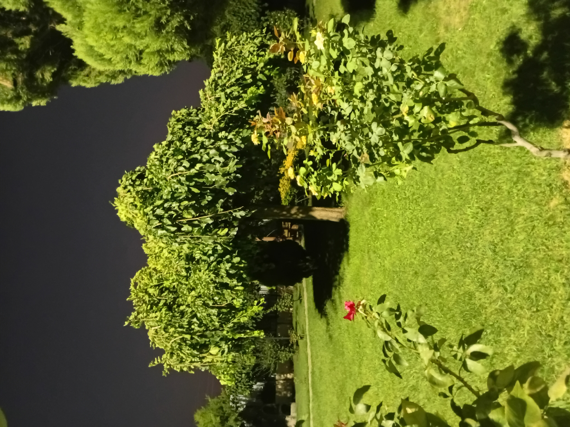 The image depicts a night scene in a park or garden in Onikişubat, Turkey. A large, leafy tree with a weeping canopy dominates the center of the frame. Its branches are illuminated by artificial light, casting shadows on the lush green grass below. To the right of this tree, a smaller rose bush with reddish-brown leaves and some yellow blossoms is visible. In the foreground, on the left side, a portion of another rose bush with green leaves and a single red rose in bloom can be seen. In the background, other trees and bushes are present, and a fence line is discernible. The sky is dark, indicating nighttime. There are no people or animals present in the image.