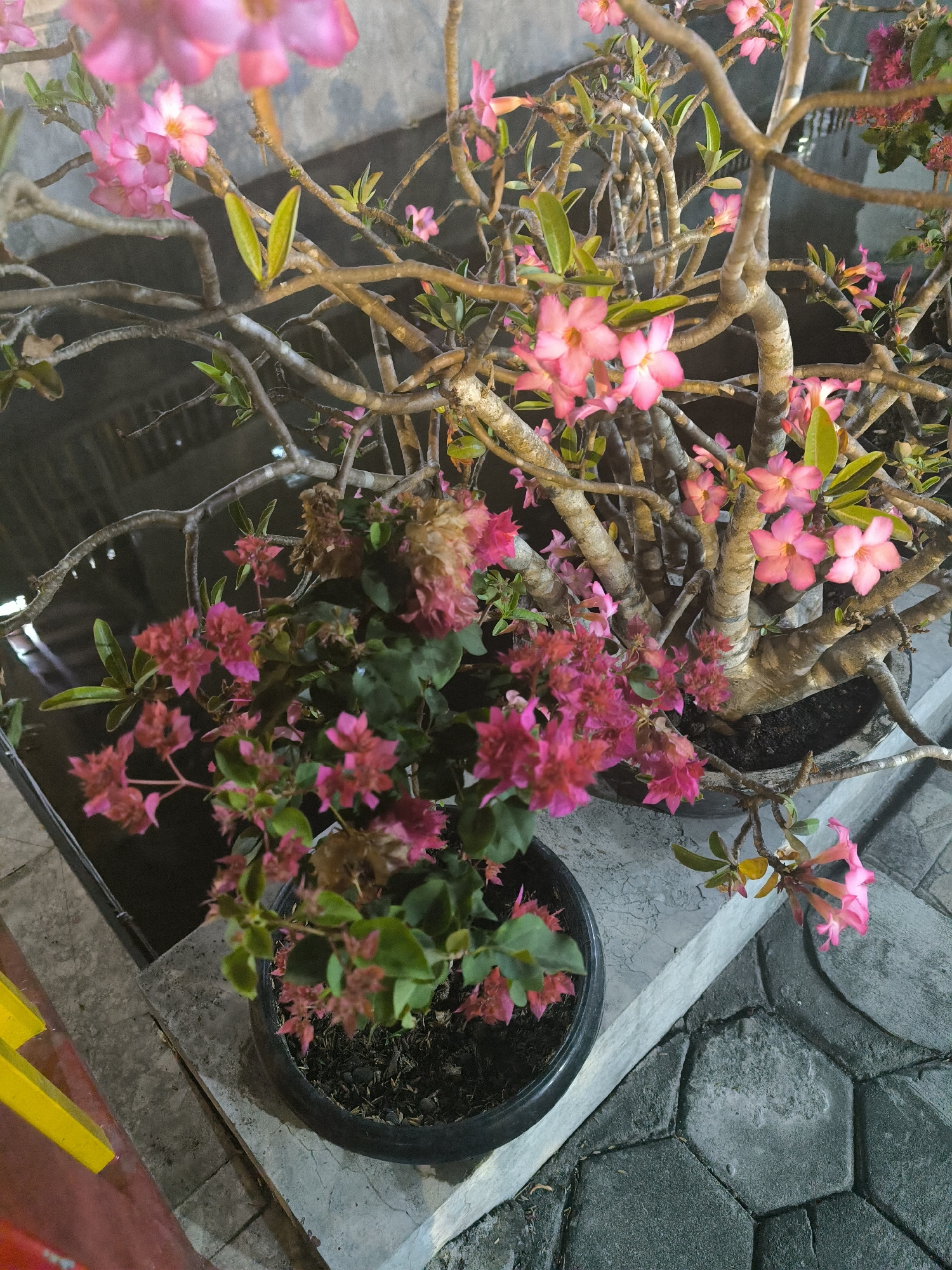 Two potted flowering plants are displayed on a stone ledge. The plant in the foreground, in a black pot, has clusters of small, bright pink flowers and green leaves. Behind it, a larger plant has a thick, textured trunk and branches, adorned with delicate pink flowers. The background is dark and out of focus, suggesting an outdoor setting at dusk or night. The stone ledge is paved with hexagonal and rectangular stones, and a portion of a red and yellow object is visible on the left side of the image.